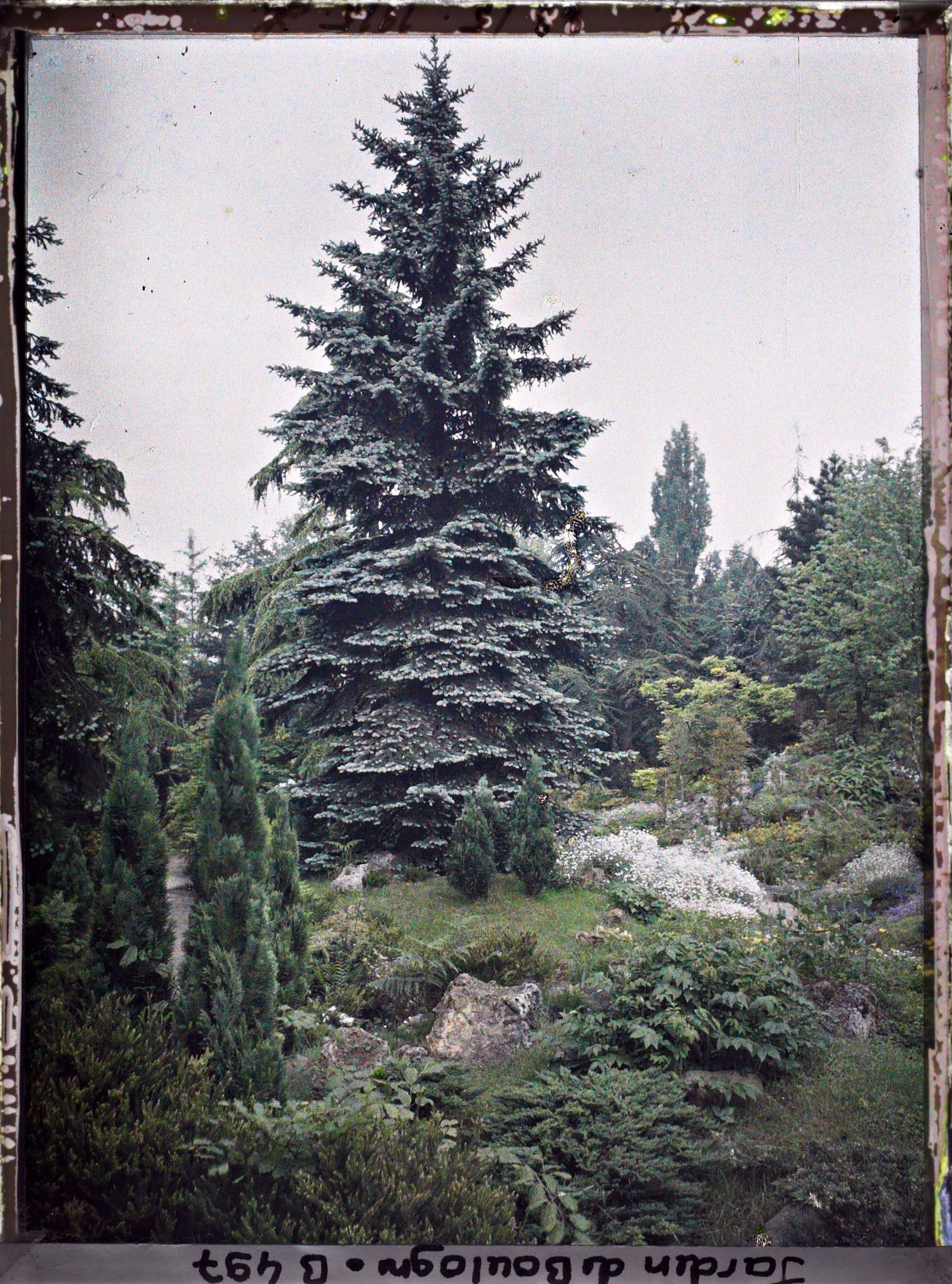 Image représentant Majestueux conifère du " sanctuaire japonais " situé sur une butte, proche de la façade de temple