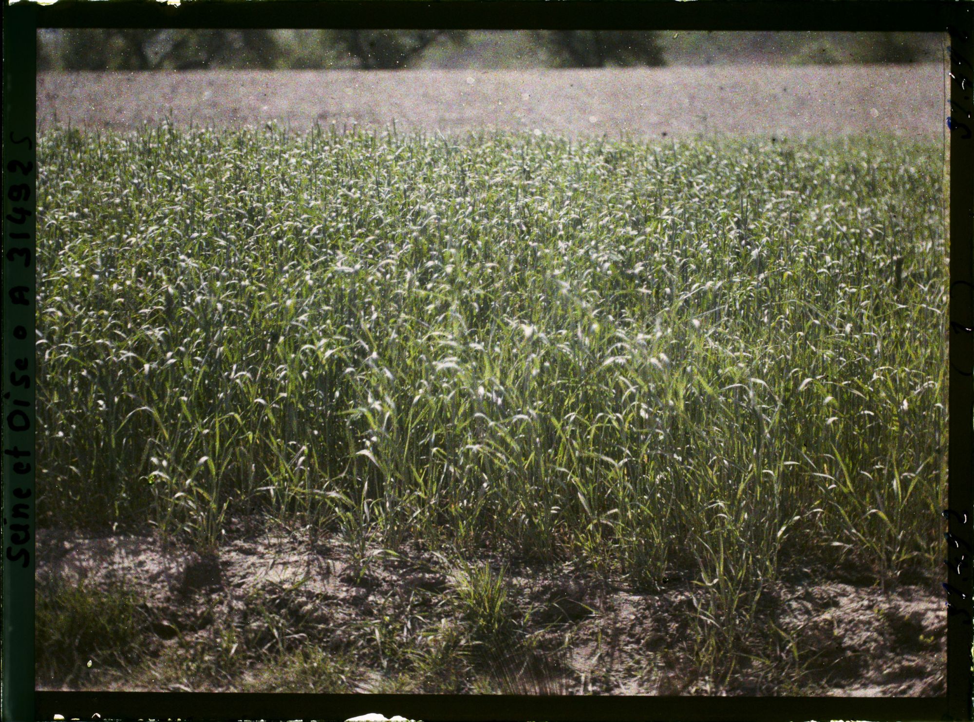 Image représentant France, Fontenay-Fleuri, Aspect des Cultures, Champ de Seigle (N° 1)