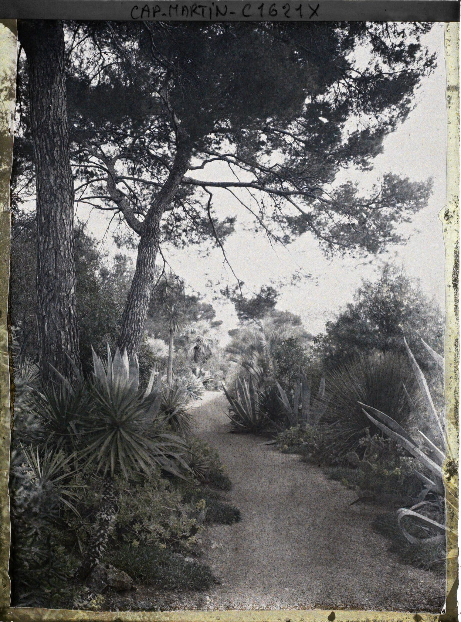 Image représentant Pins et plantes exotiques diverses bordant une allée du jardin