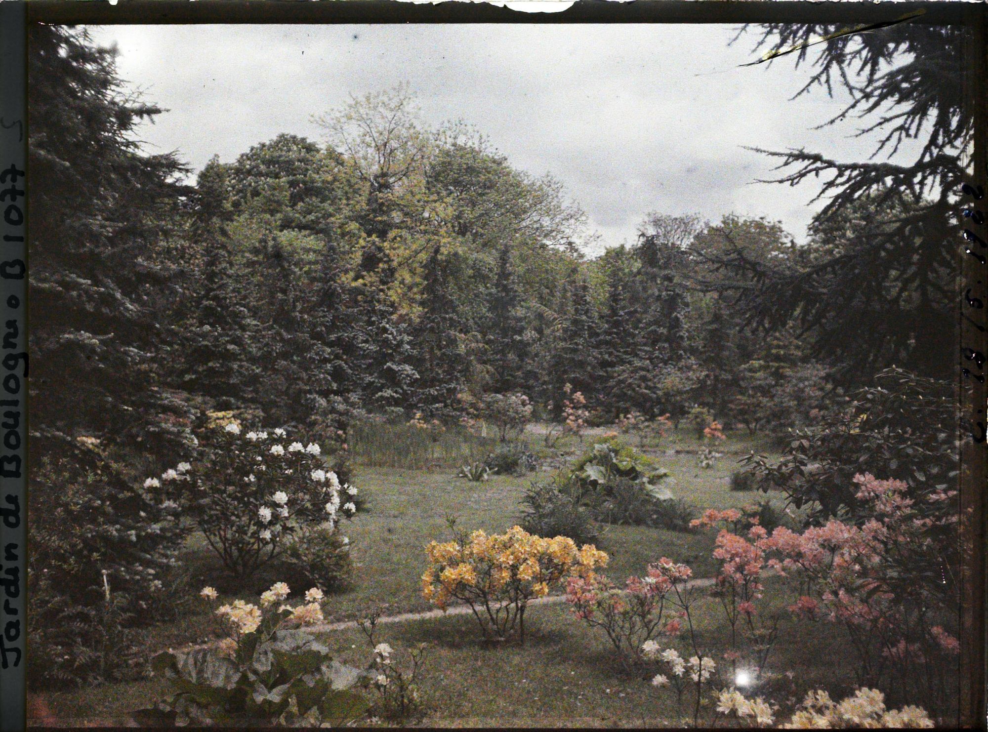 Image représentant Azalées près du marais