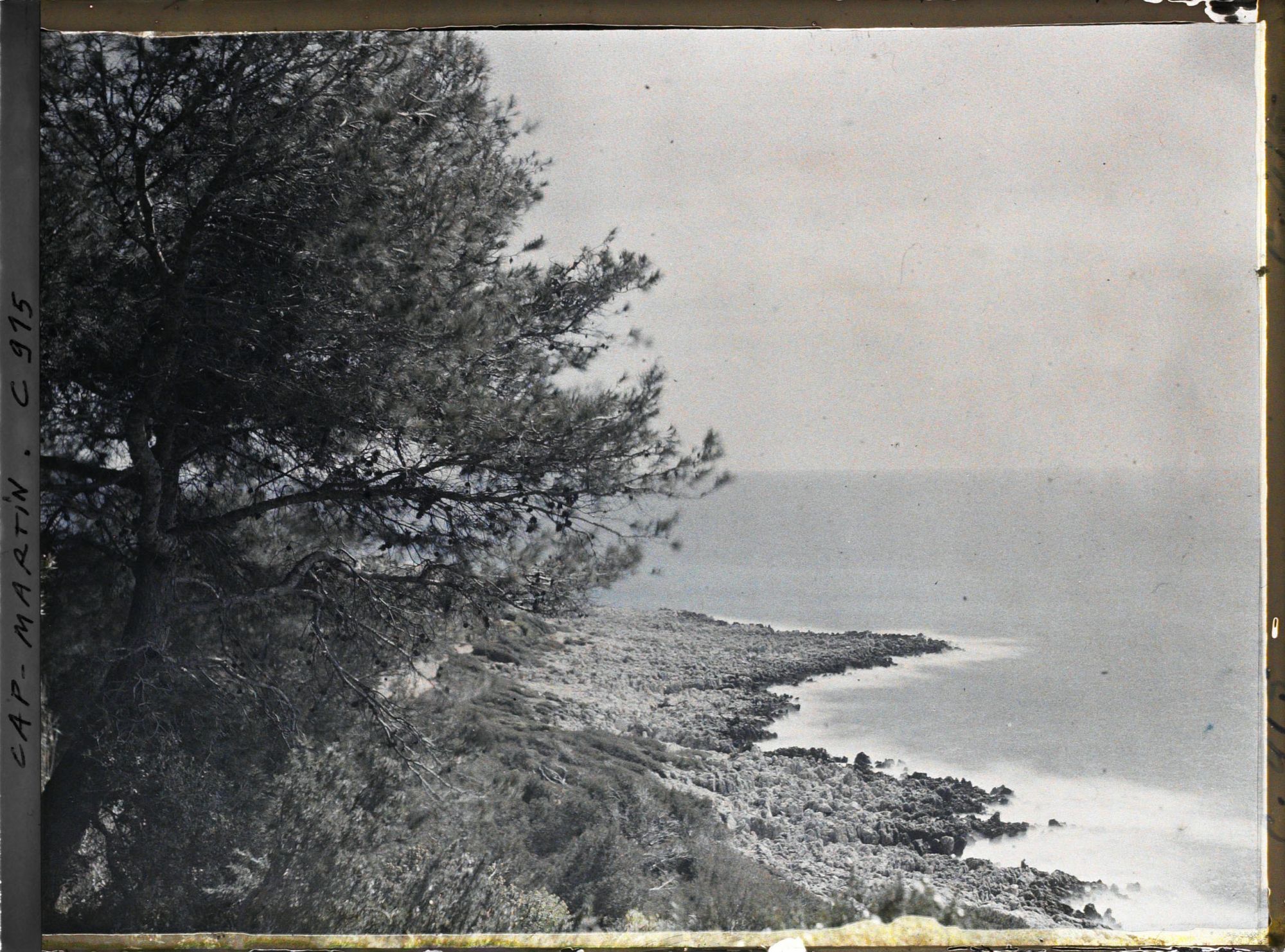 Image représentant Un pin près de la pointe du cap vue en direction de l'est