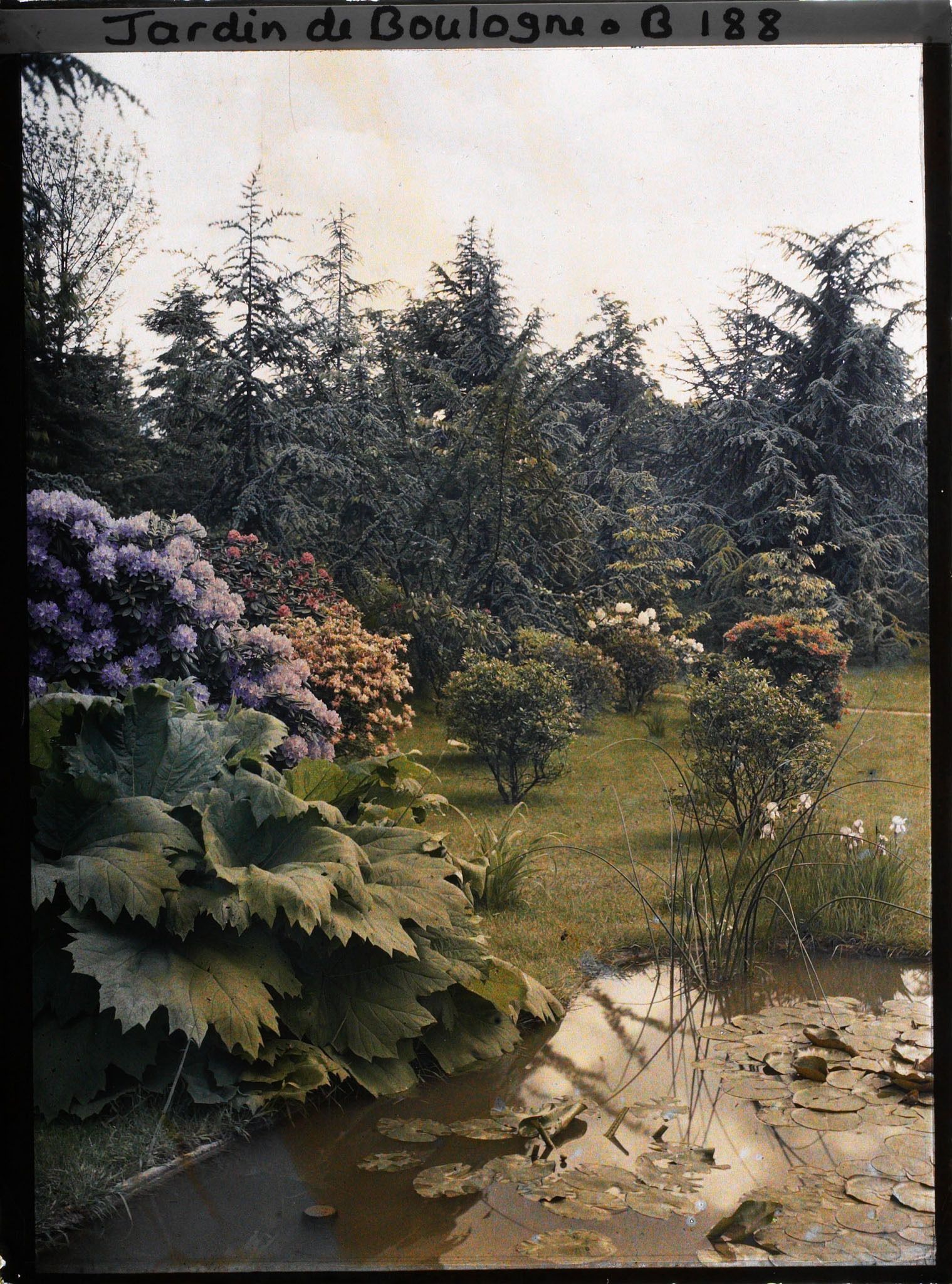 Image représentant Rhododendrons et gunerra bordant l'est d'un bassin du marais planté de nénuphars