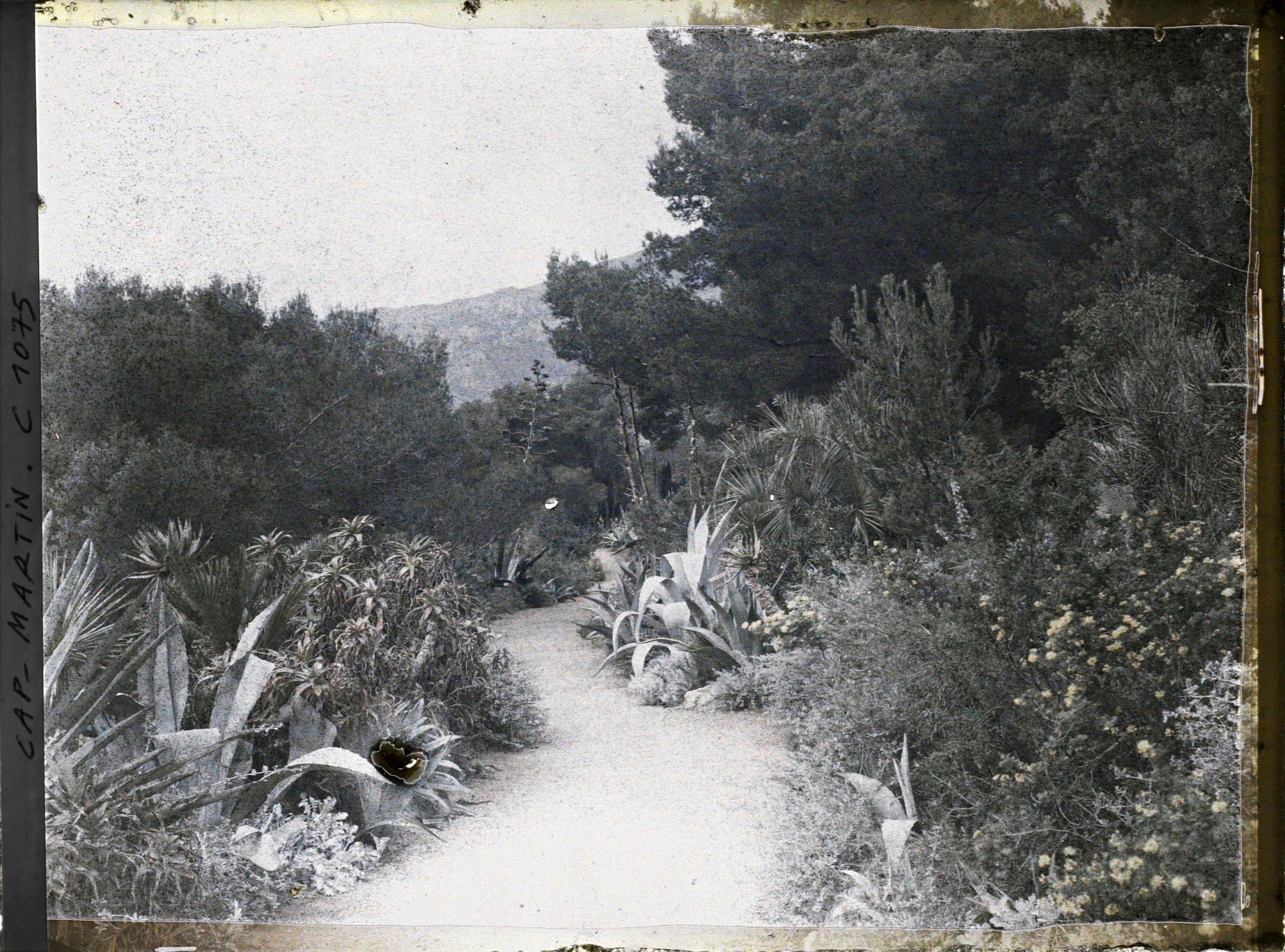 Image représentant le jardin