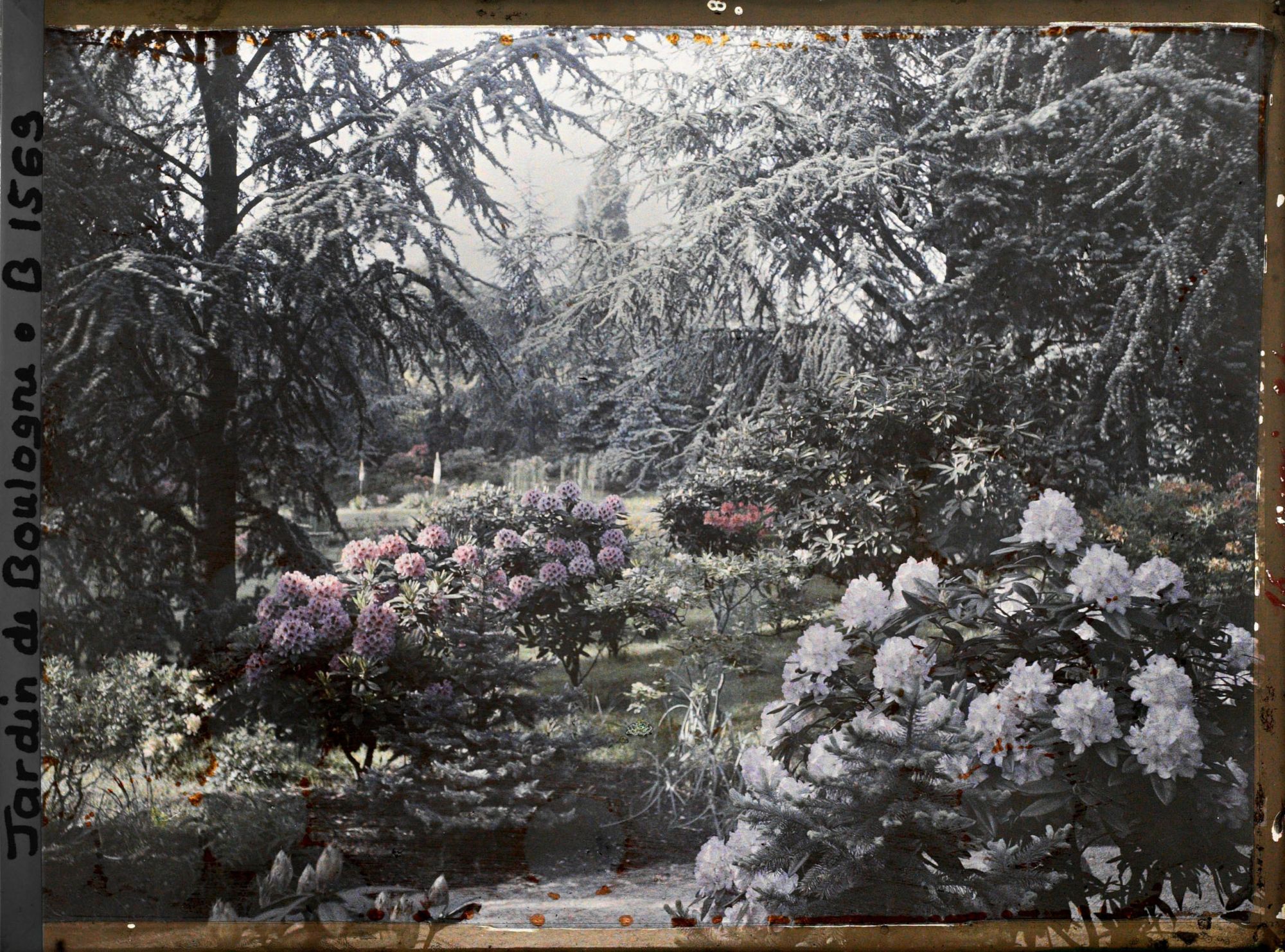 Image représentant Rhohodendrons dans la forêt bleue, à l'arrière-plan le marais