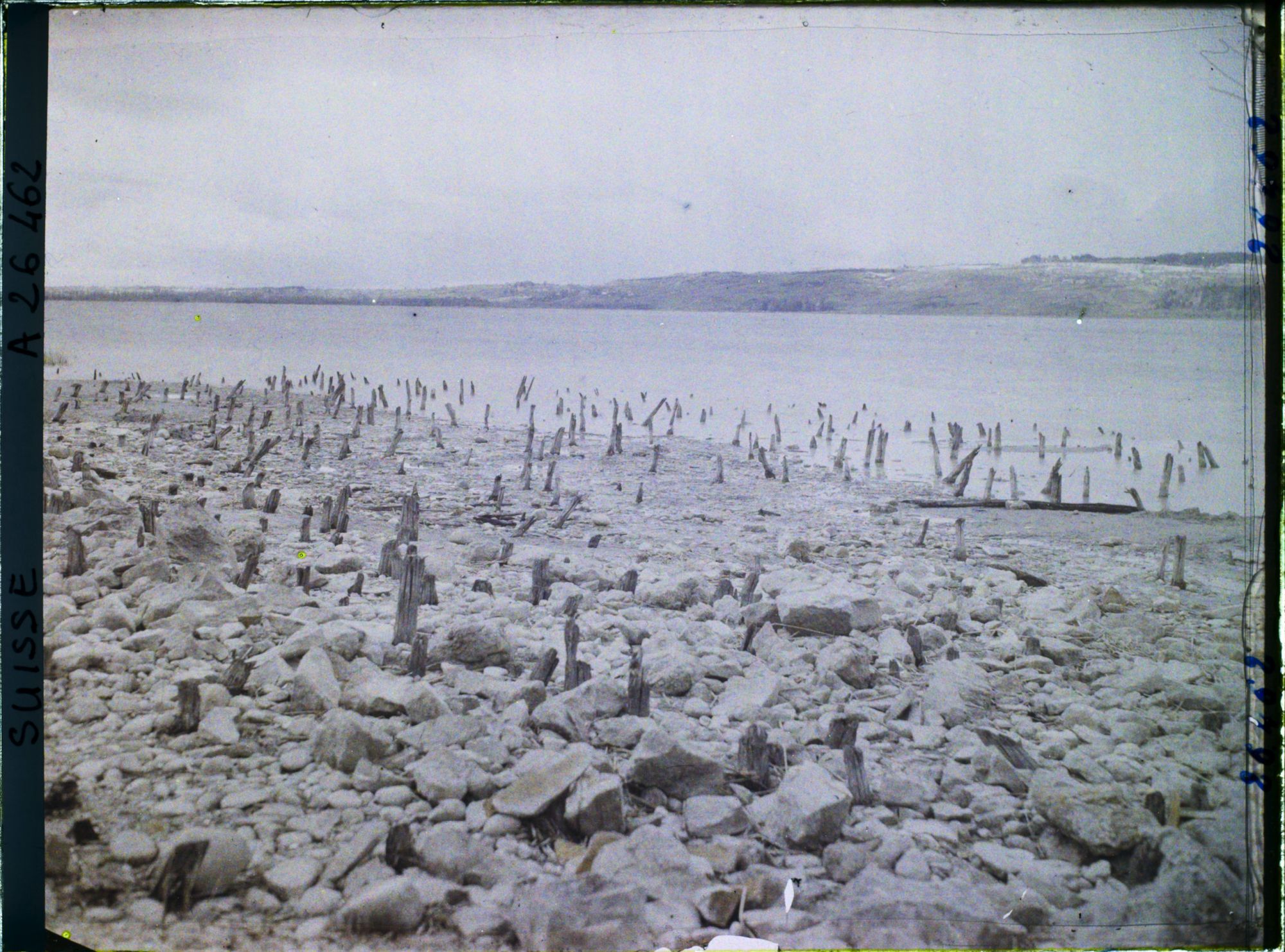 Image représentant Site palafittique préhistorique des Alpes, pieux en bois visibles lors de la baisse des eaux après la grande sécheresse de 1921