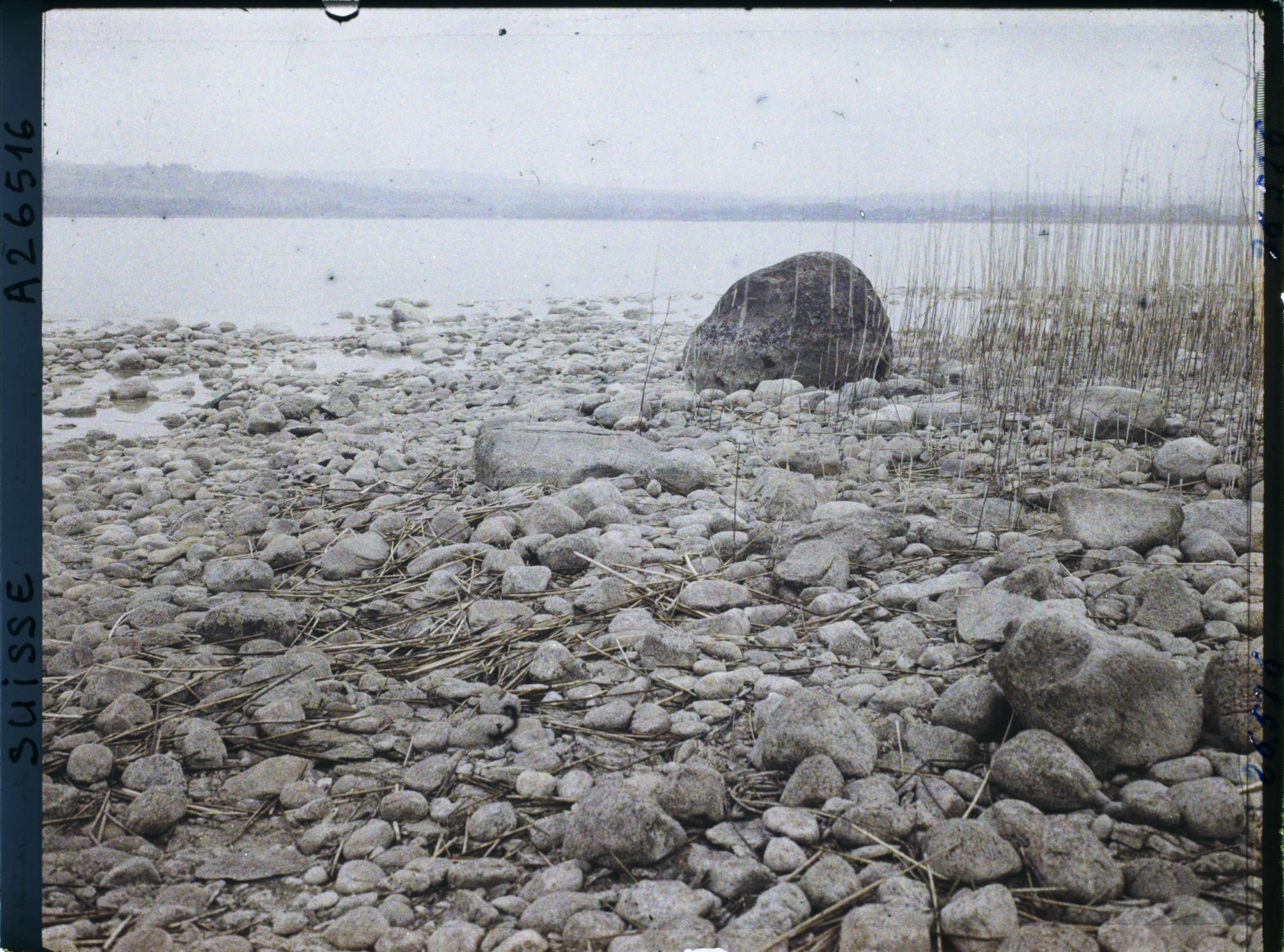 Image représentant Site palafittique préhistorique des Alpes, pieux en bois visibles lors de la baisse des eaux après la grande sécheresse de 1921
