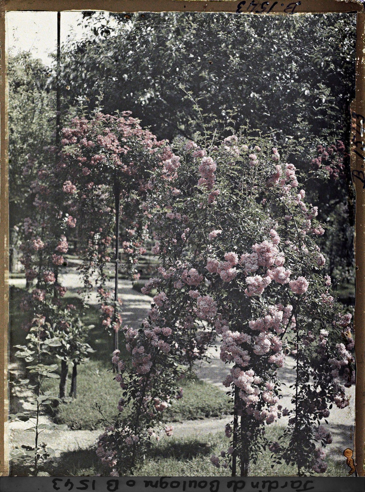 Image représentant Rosier en fleur au bord d'une allée menant à la forêt bleue, dans la partie est du verger-roseraie