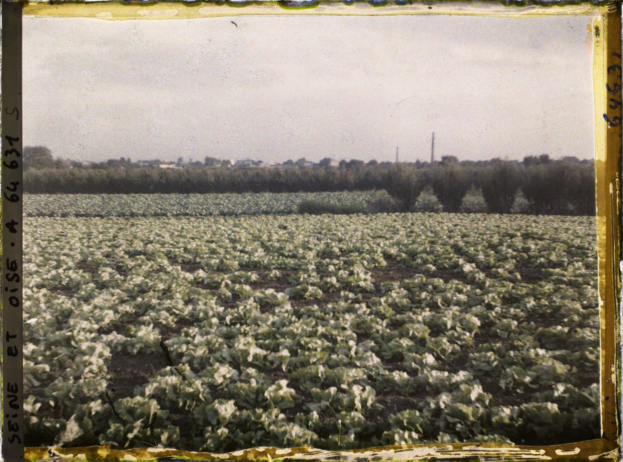 Image représentant Ile de France, Sarcelles St Brieuc, Champs de Salades au Soleil Couchant