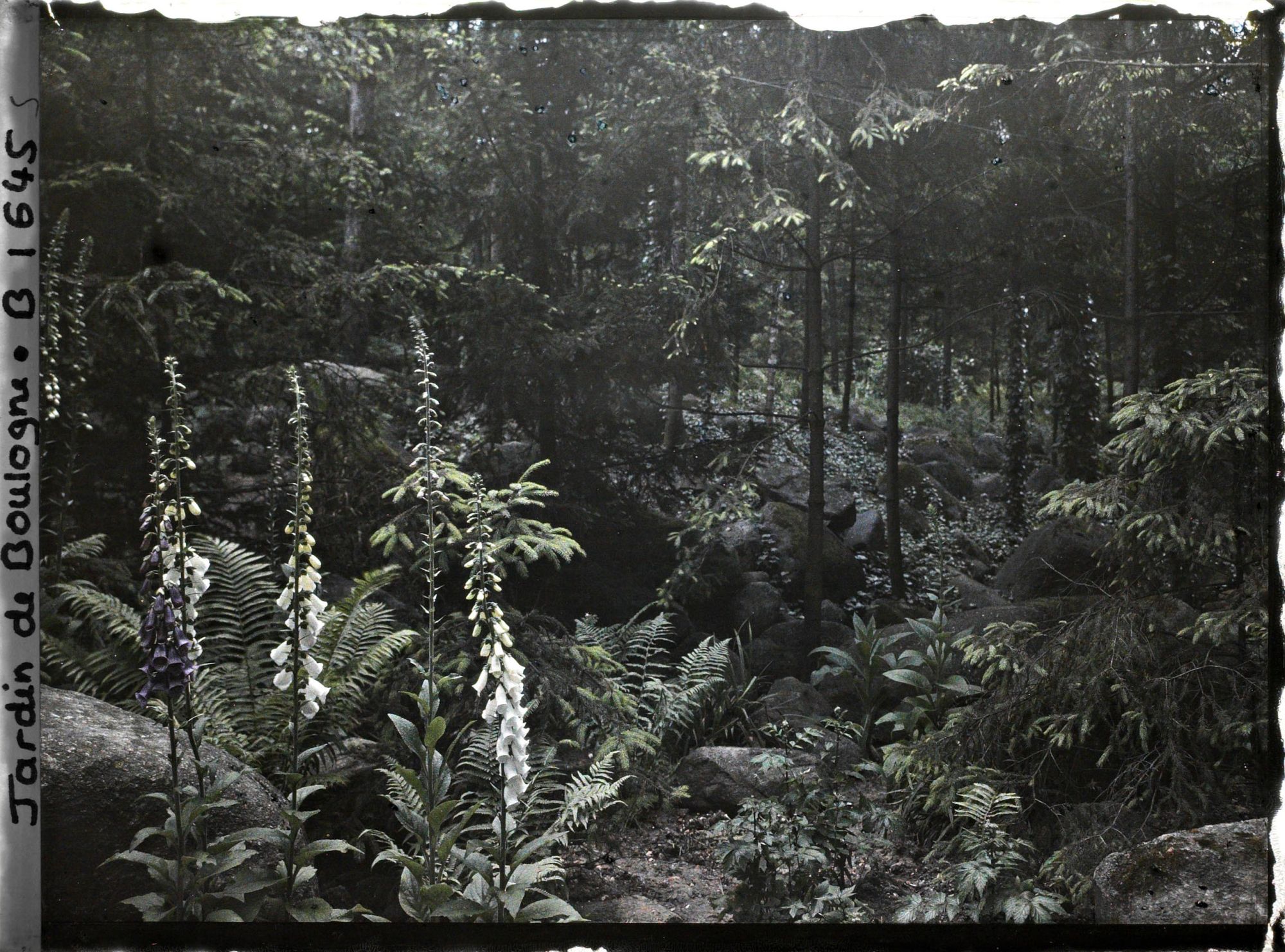 Image représentant Digitales dans la forêt vosgienne