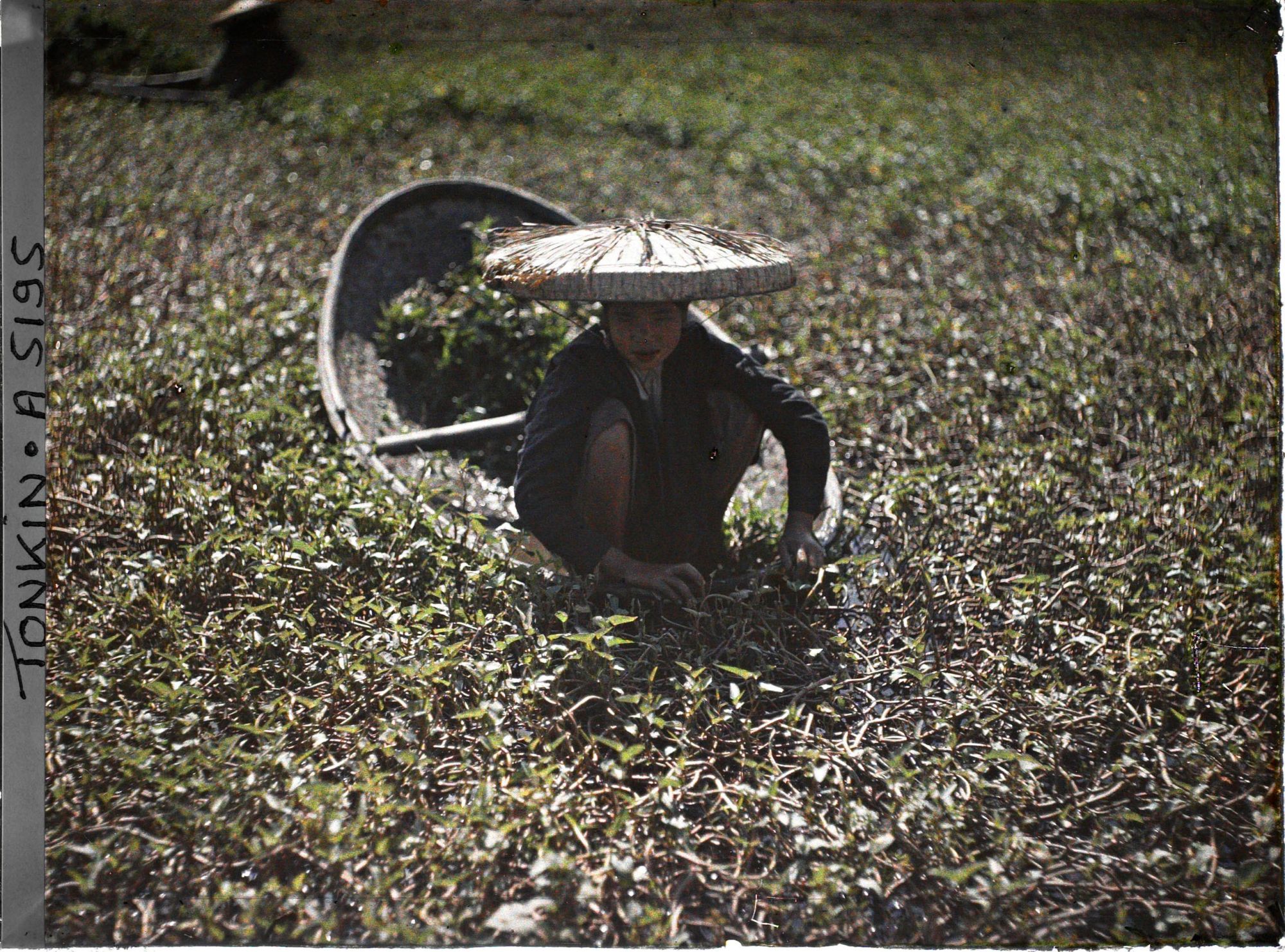 Image représentant La cueillette du liseron d'eau à l'aide d'une petite nacelle en bambou tressé