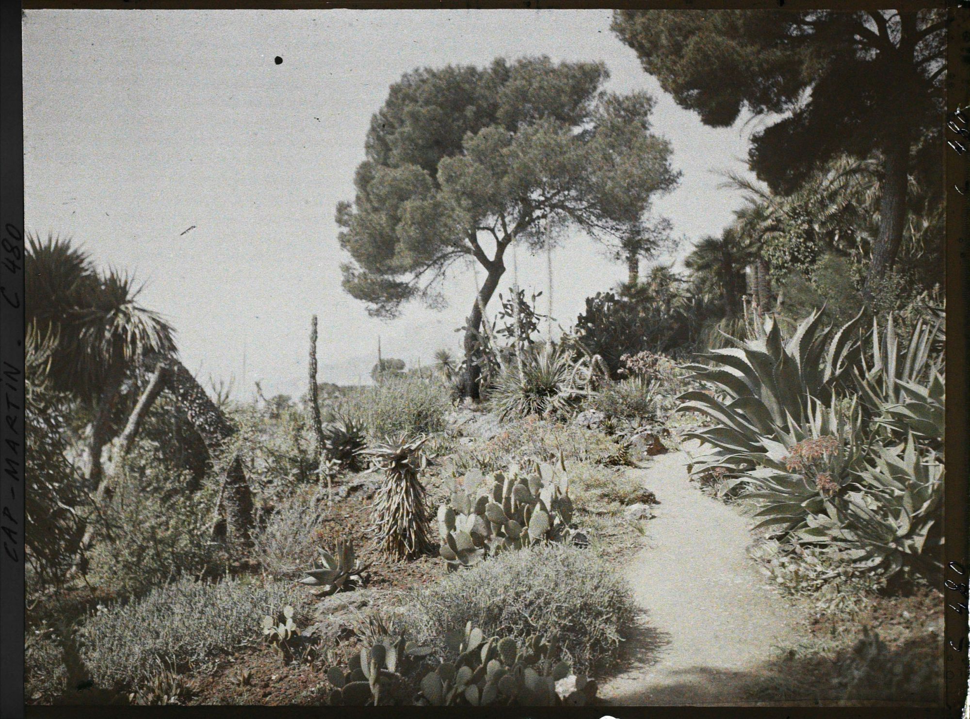 Image représentant Cap Martin Le Jardin