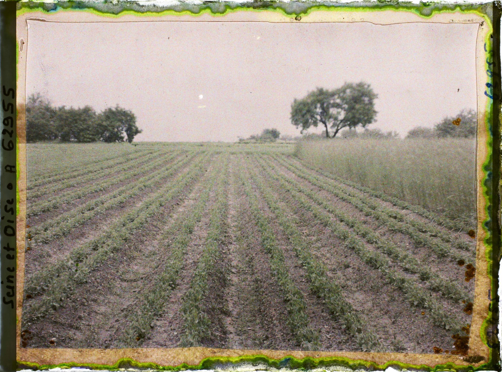 Image représentant Ile de France, Frepillon, Blé et pois