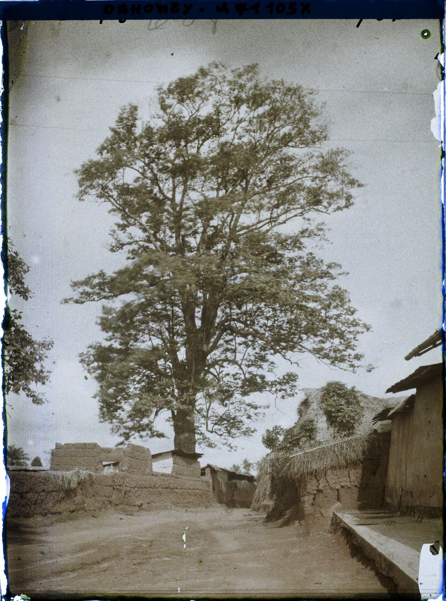 Image représentant Dans le village indigène, un Iroko (ou milicia exclesa) sacré ou arbre fétiche