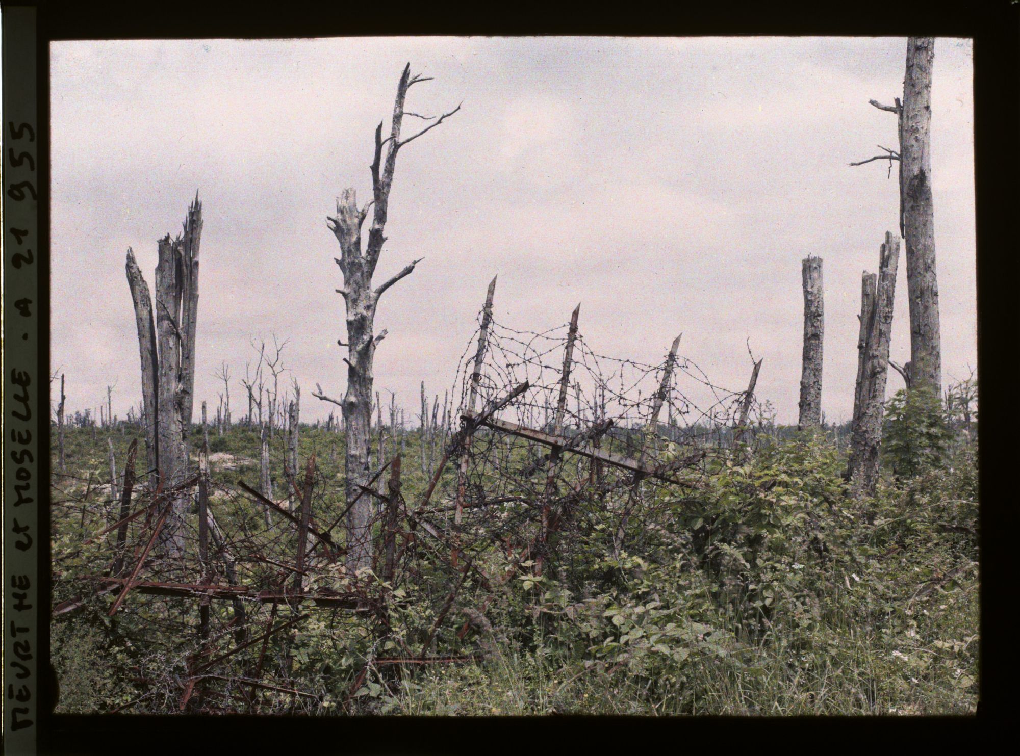 Image représentant France, Bois le Prêtre, Aspect du Bois le Prêtre dans sa partie Sud Ouest (Secteur de la Croix des Carmes)