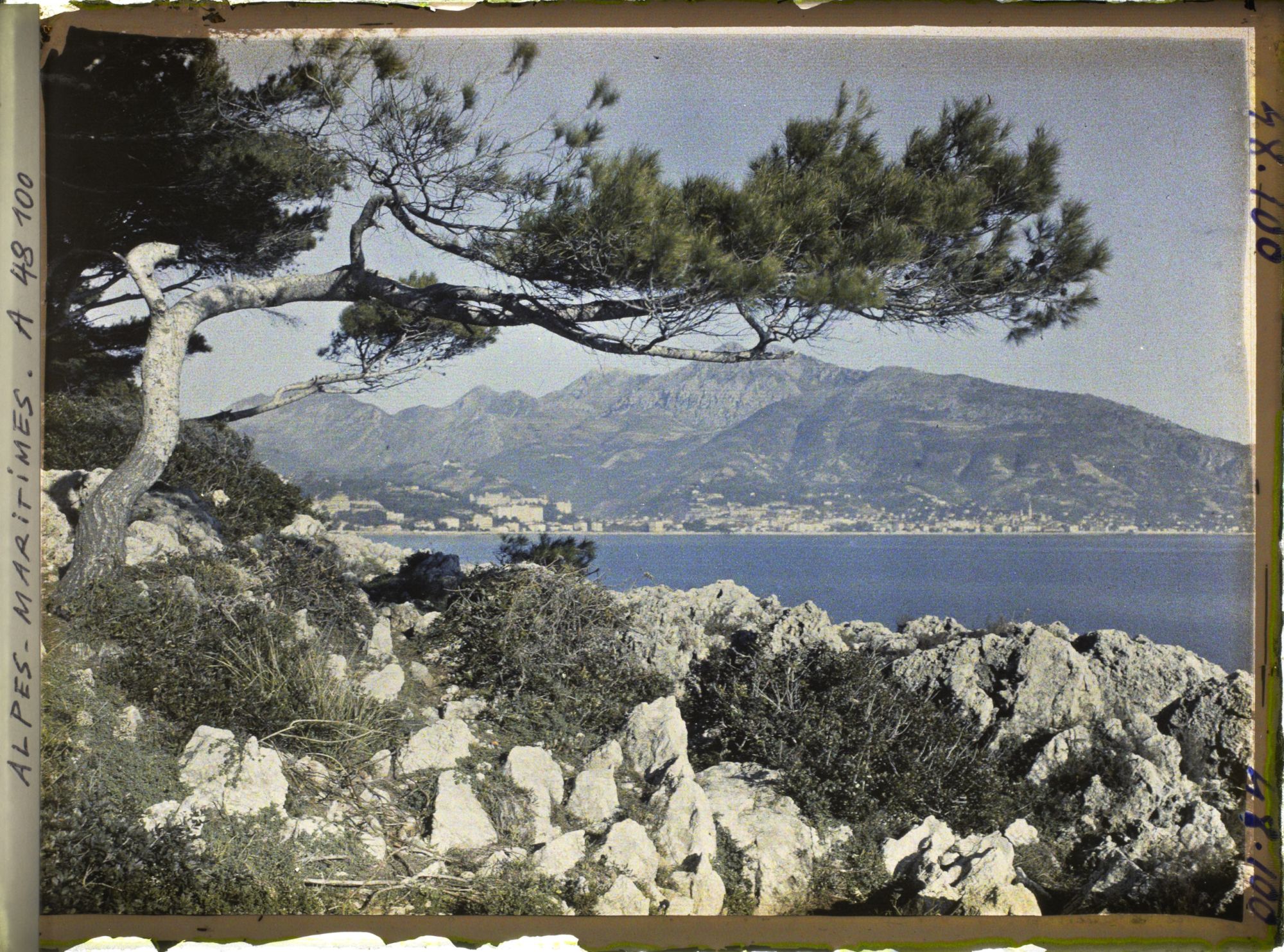 Image représentant Pin du cap Martin, soulignant un panorama sur Menton et ses environs