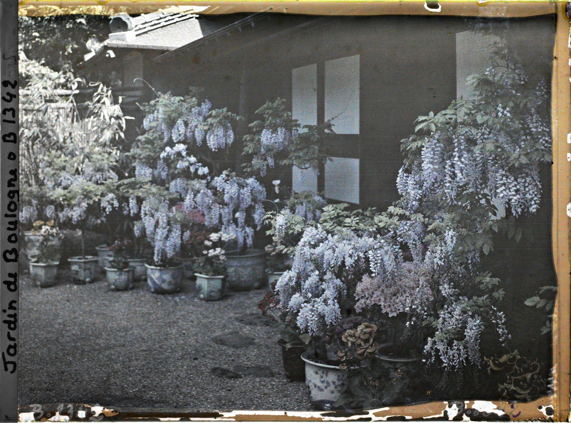Image représentant Glycines, azalées et calcéolaires en pots fleuries, devant la maison est du " village japonais "