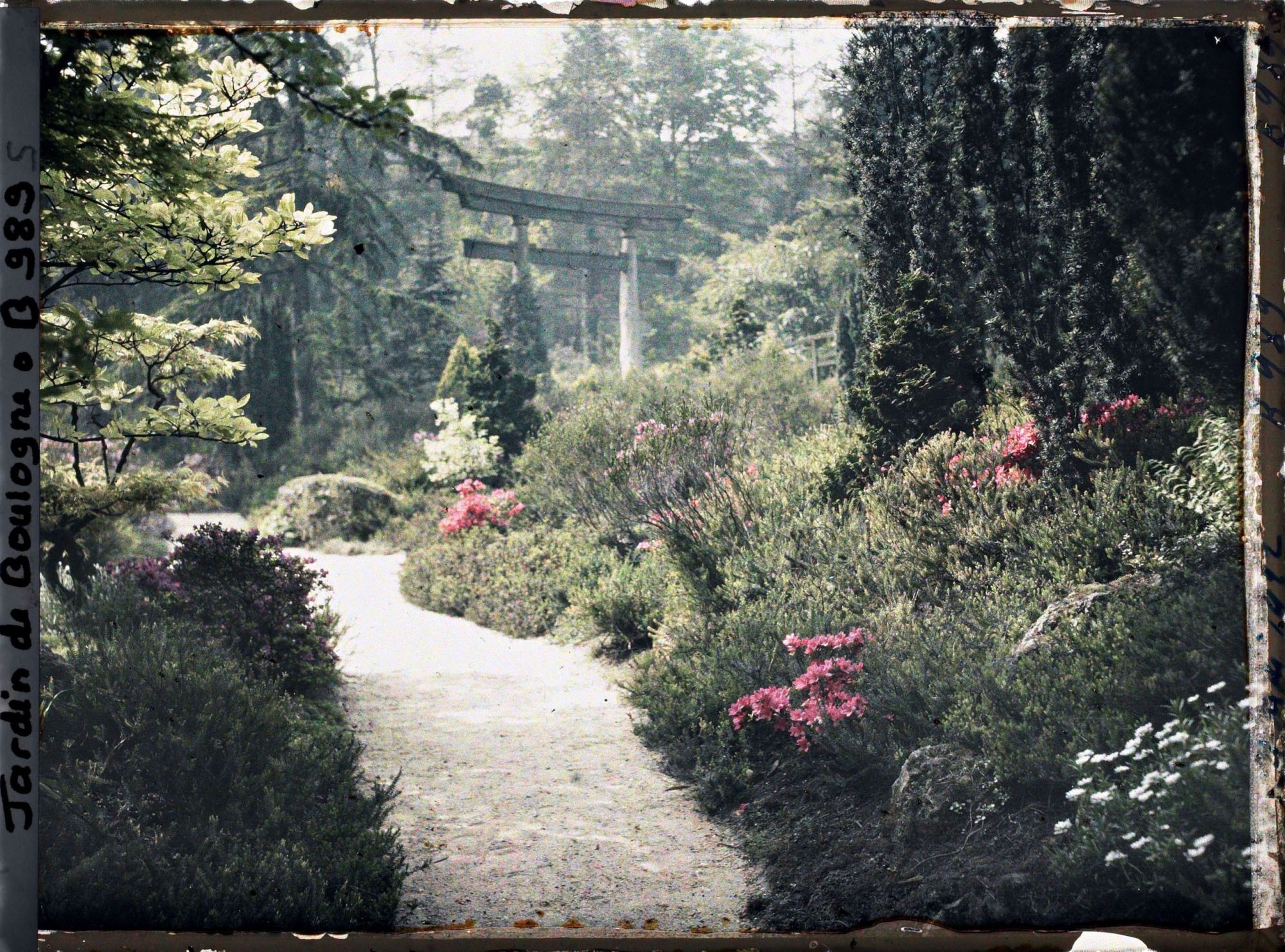 Image représentant Chemin fleuri menant du verger-roseraie à proximité du torii et des ponts du " sanctuaire japonais "