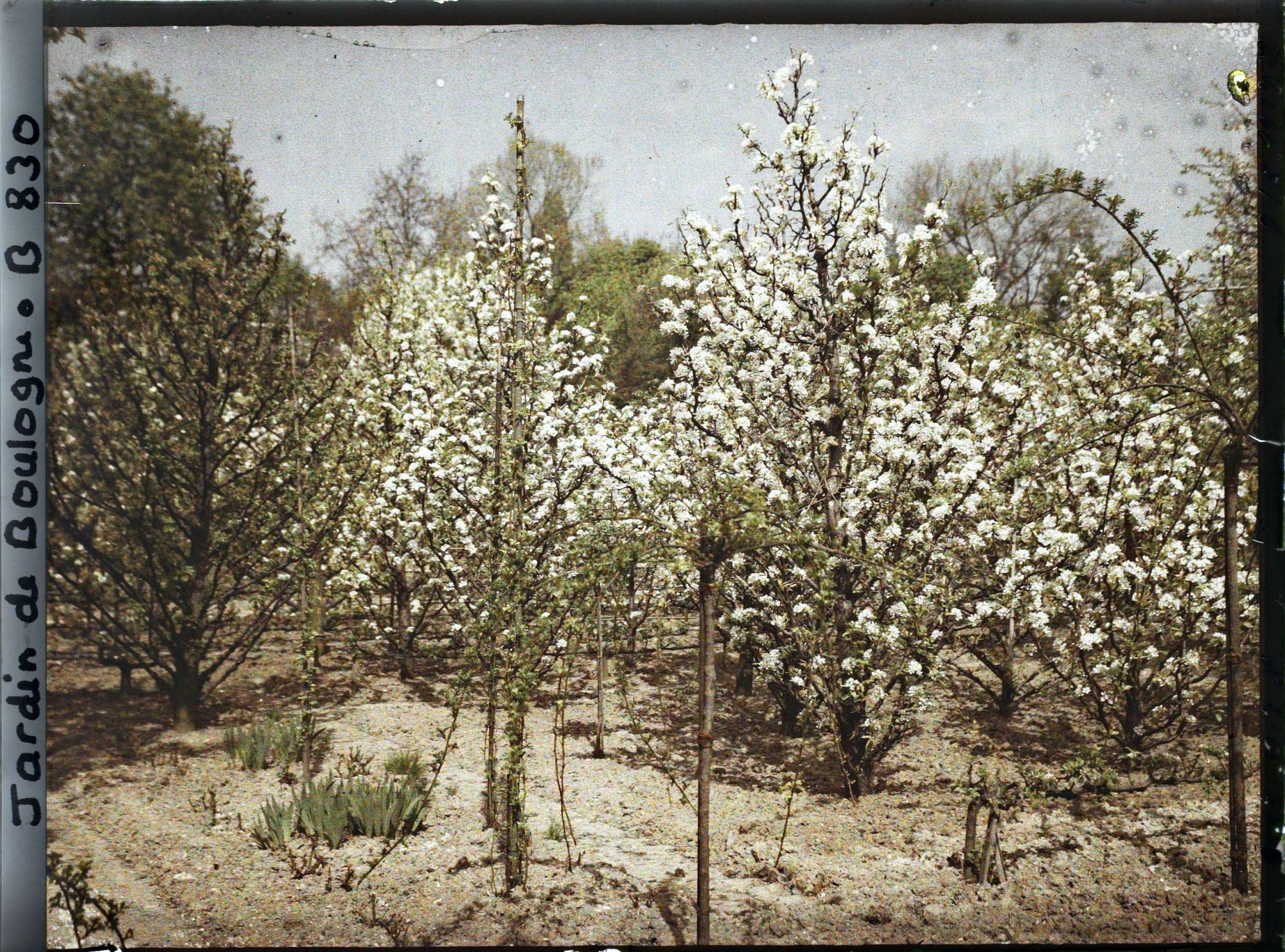 Image représentant Fruitiers en fleurs dans la partie sud-est du verger-roseraie, vus en direction du nord-ouest ?