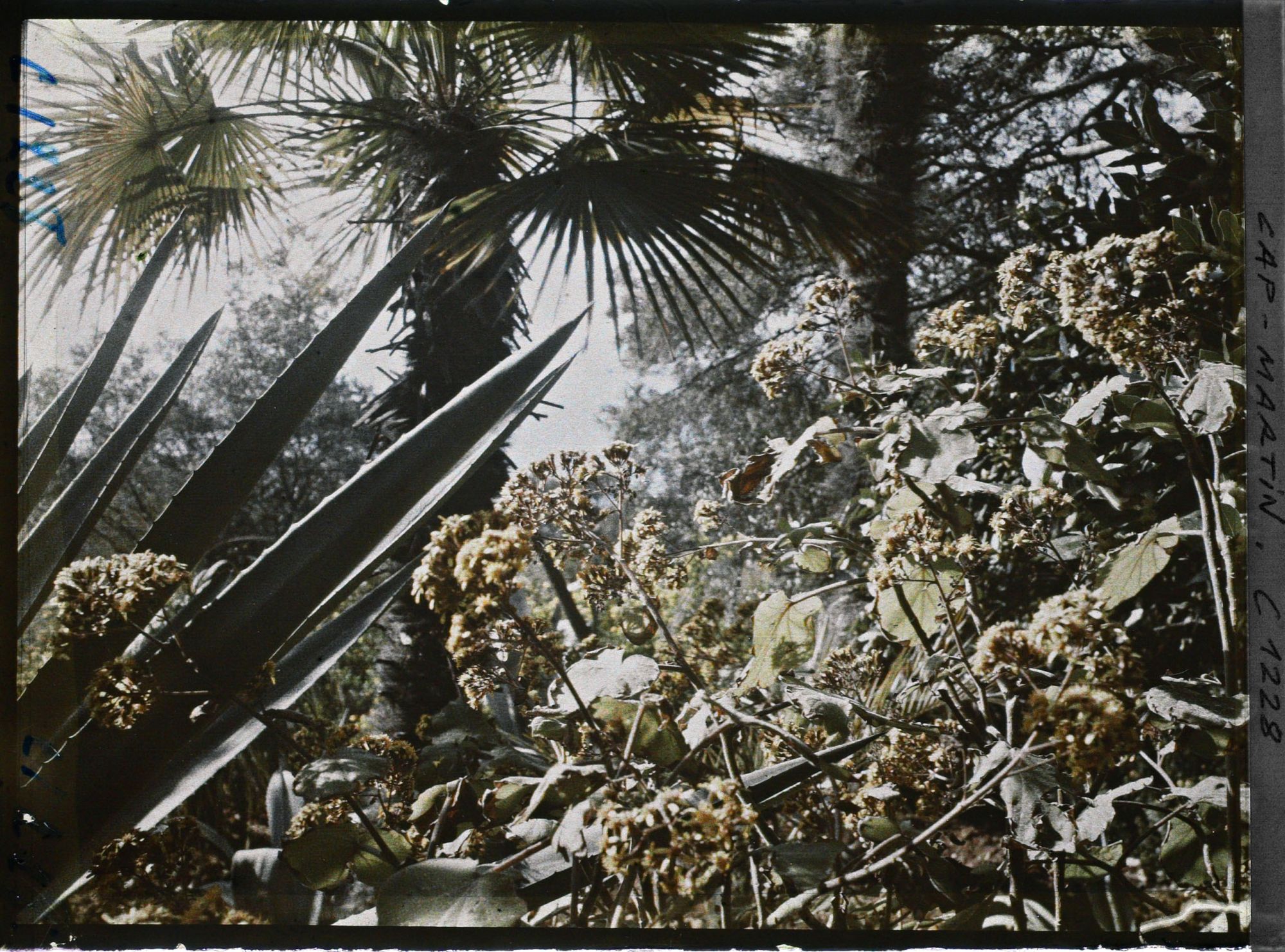 Image représentant le Jardin