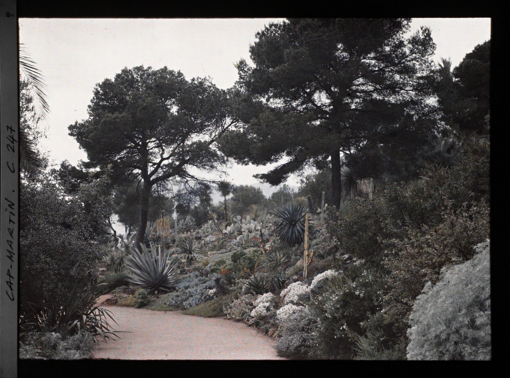 Image représentant Cap-Martin - Le Jardin