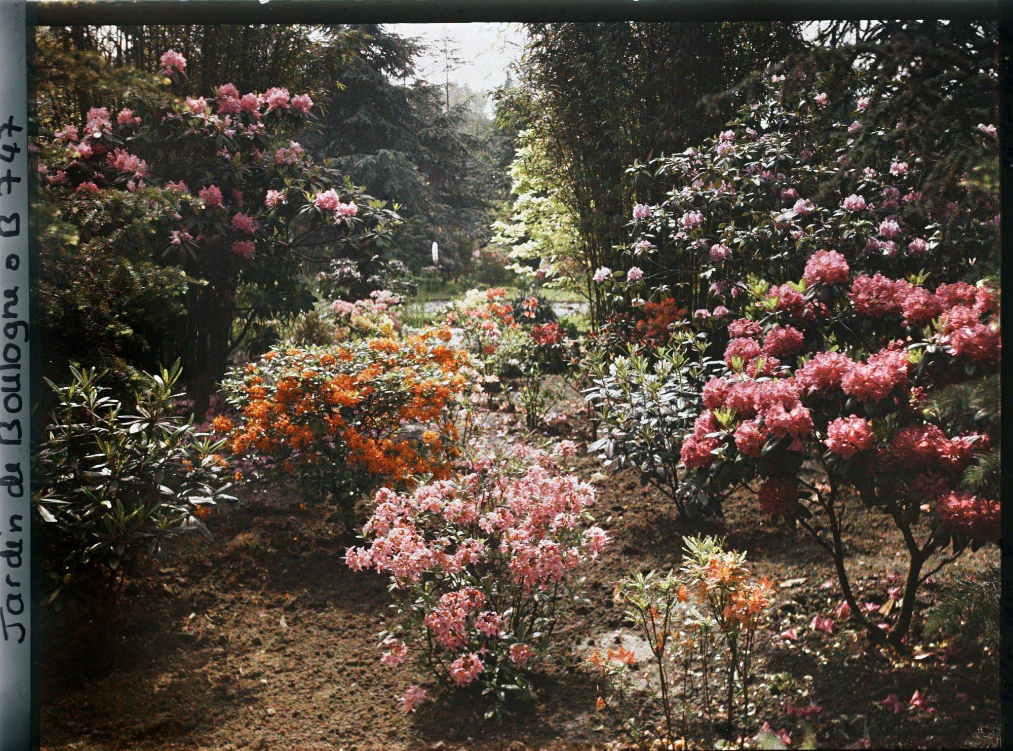 Image représentant Azalées près du Marais