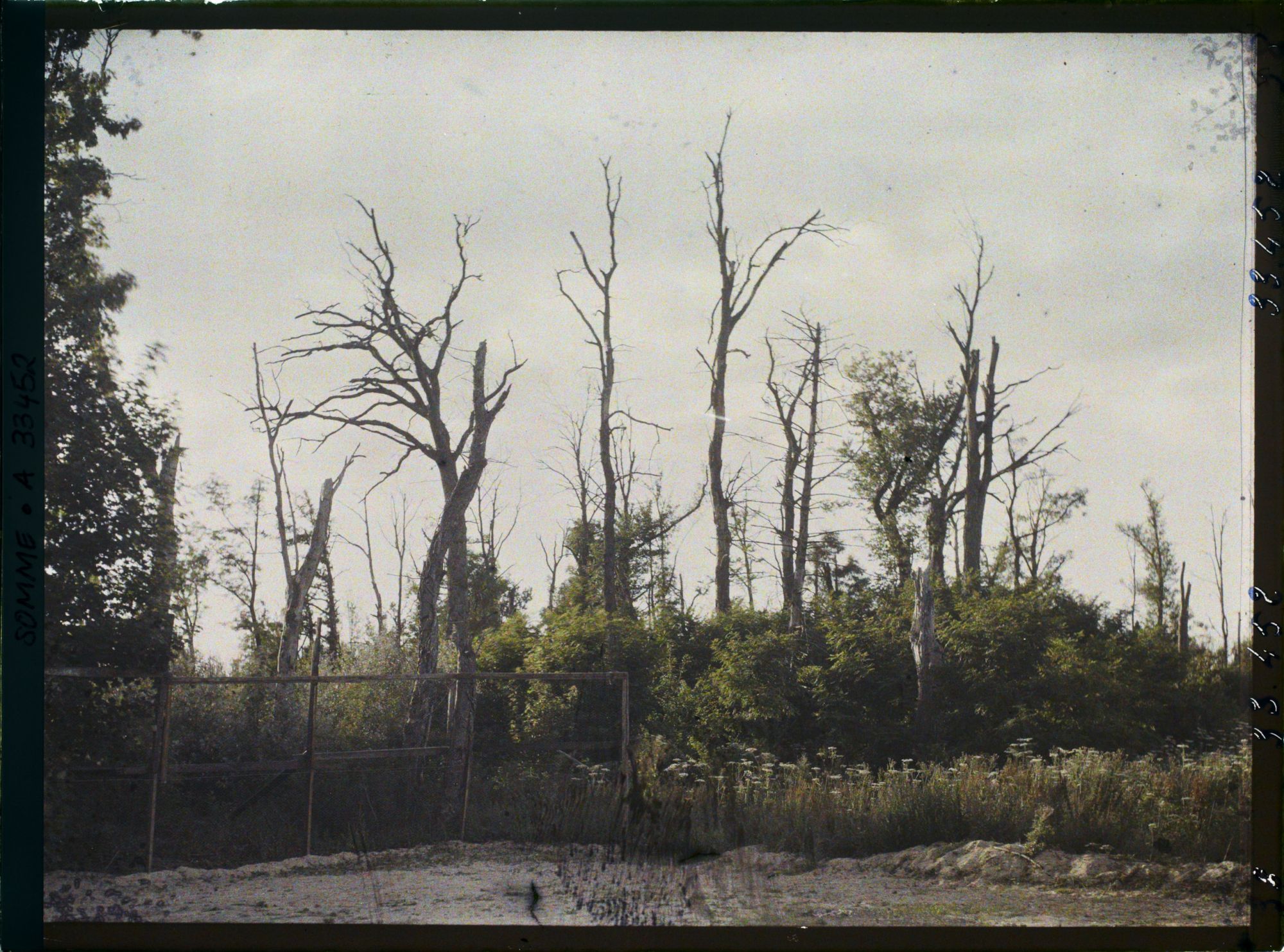 Image représentant France, Rollot, Arbres morts