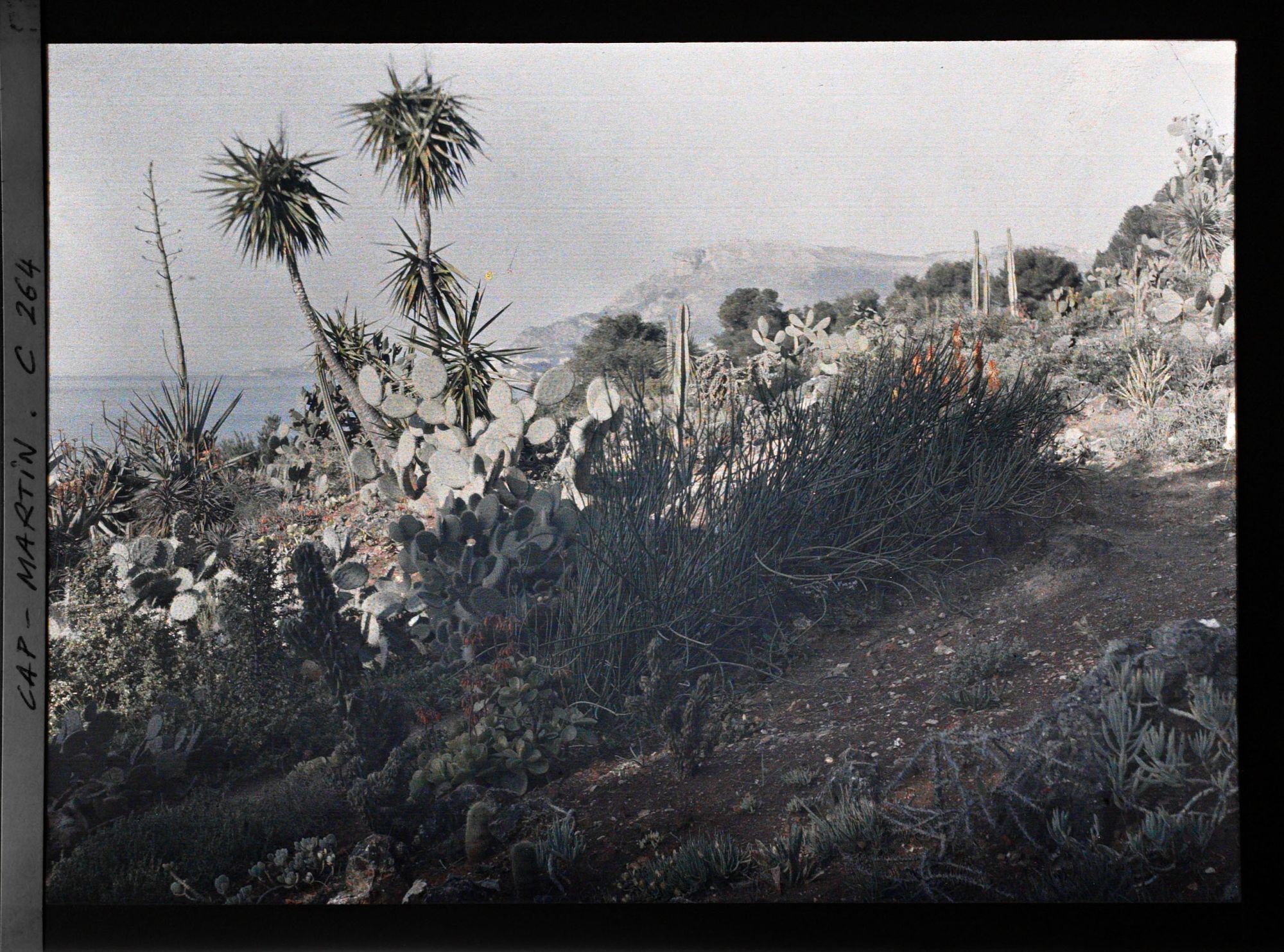 Image représentant Cap-Martin - Le Jardin