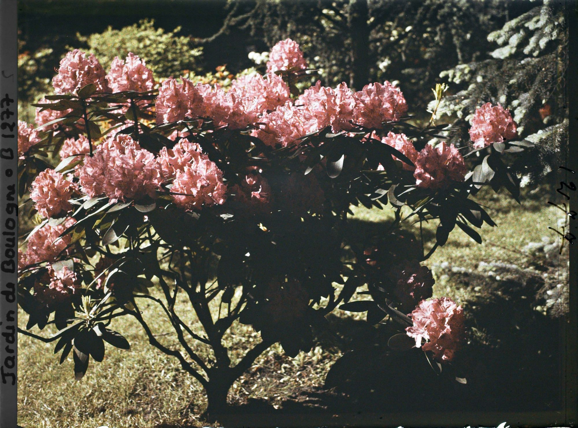 Image représentant Pied de rhododendrons rouges