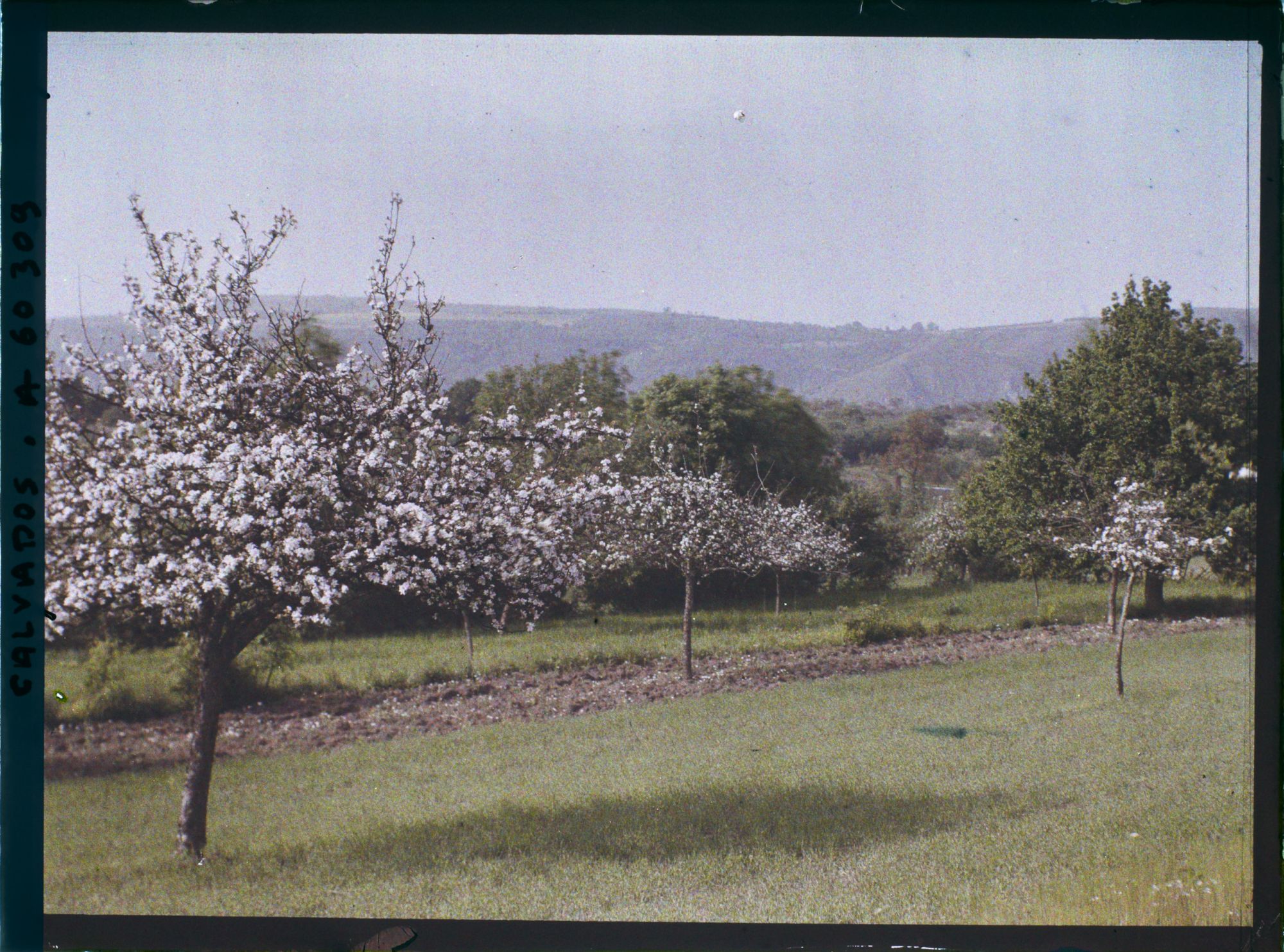 Image représentant Pommiers en fleurs