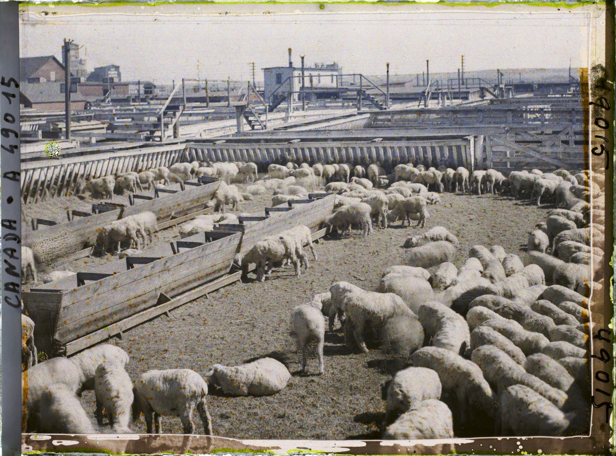 Image représentant Canada, Calgary, Stockyards - Parc à moutons