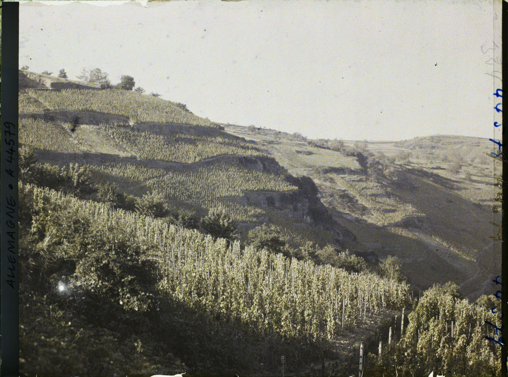 Image représentant Allemagne, Oberwesel, Vignes