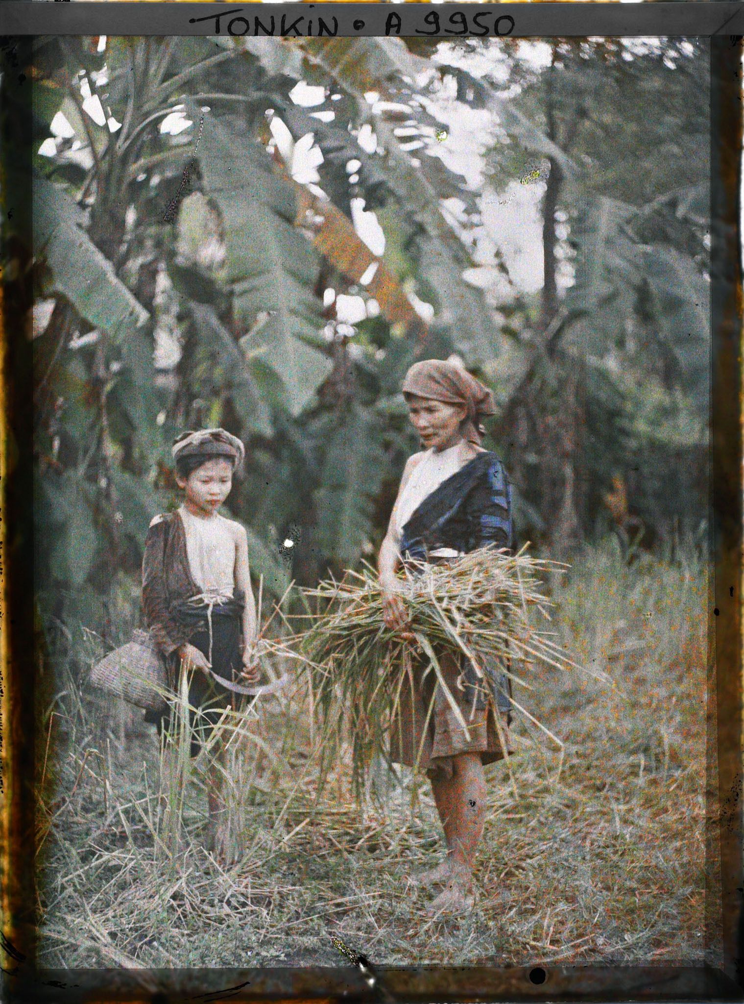 Image représentant Des moissonneuses au travail pendant la moisson du riz