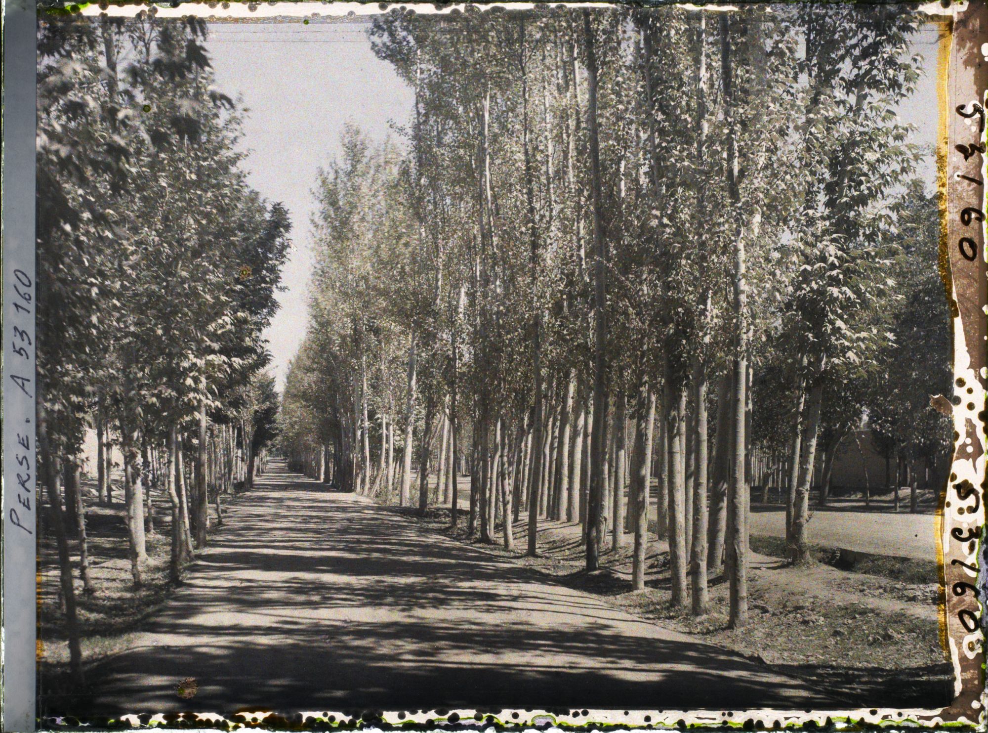 Image représentant L'allée centrale piétonne bordée de platanes du Tchehar Bagh (avenue des Quatre-Jardins)