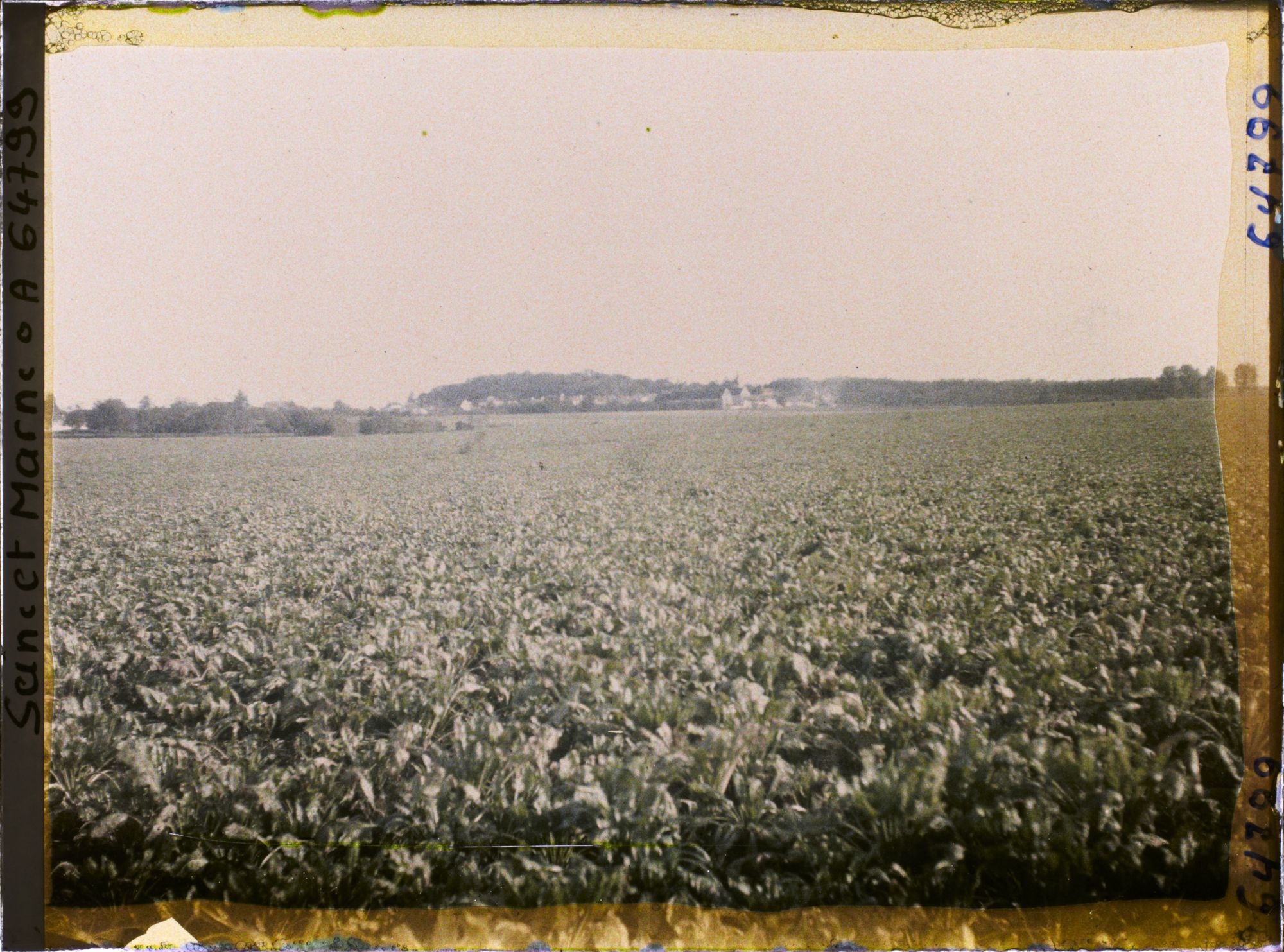 Image représentant Seine et Marne, Guermantes, Champs de Betteraves