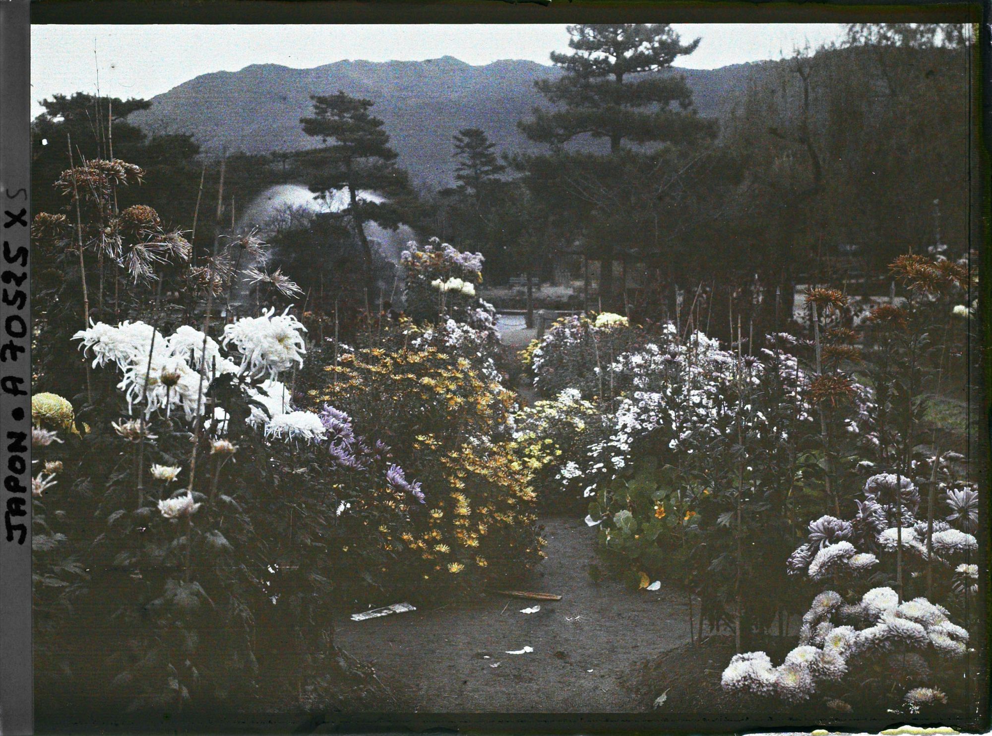 Image représentant Massifs de chrysanthèmes dans le parc zoologique (Dobutsuen-mae)