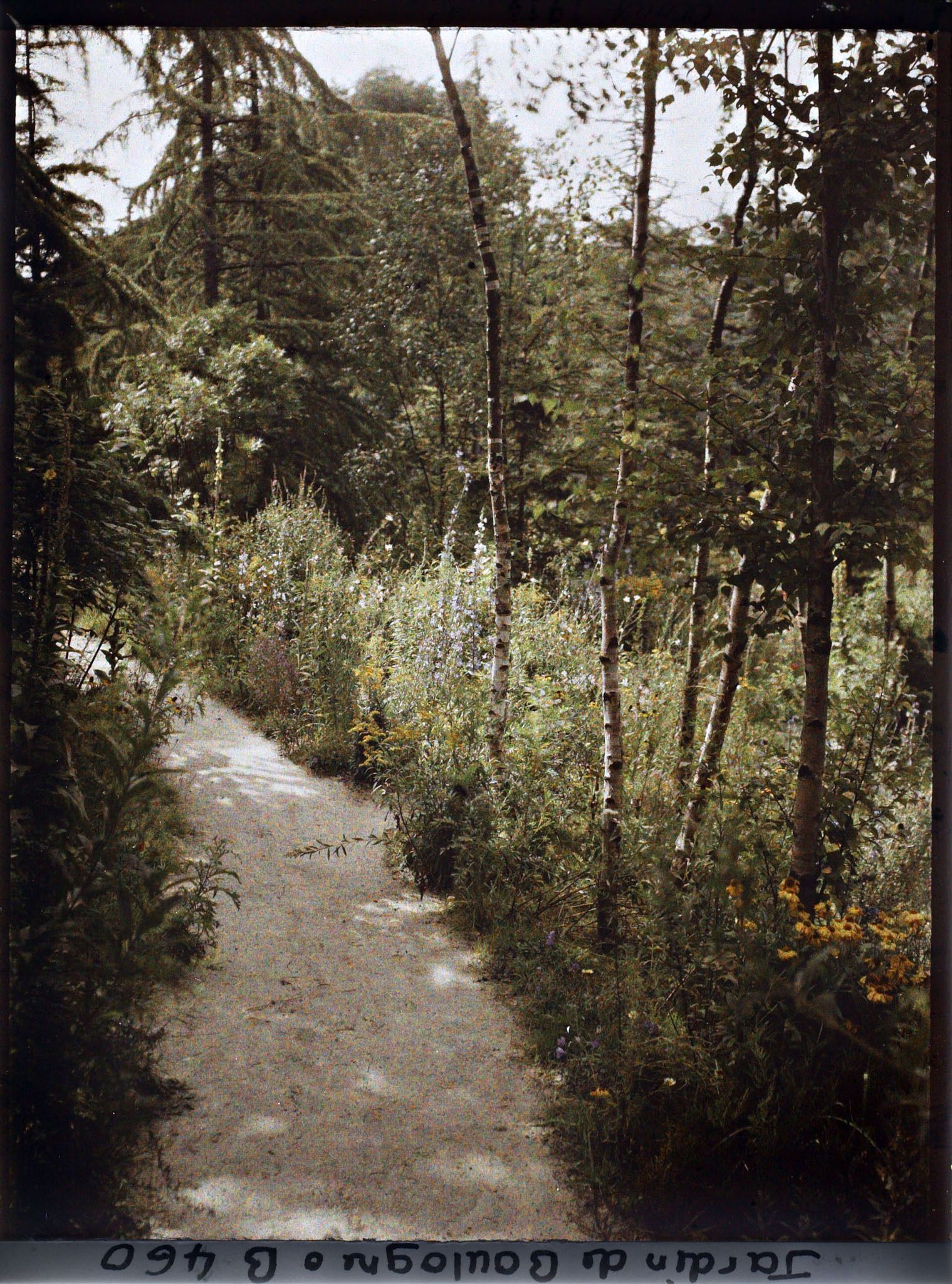 Image représentant Prairie fleurie au pied des bouleaux de la forêt dorée