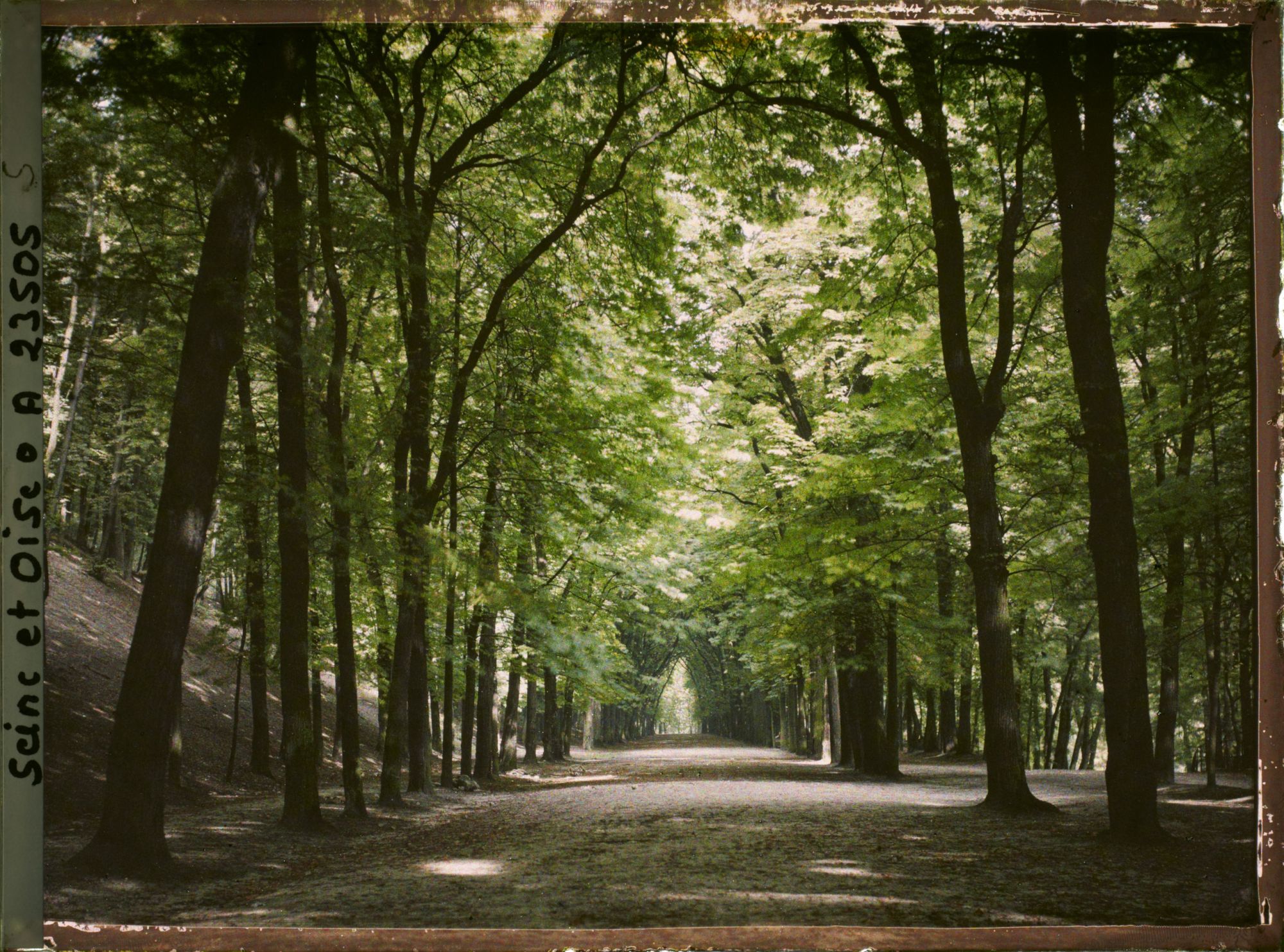 Image représentant Aspect de la végétation dans le parc
