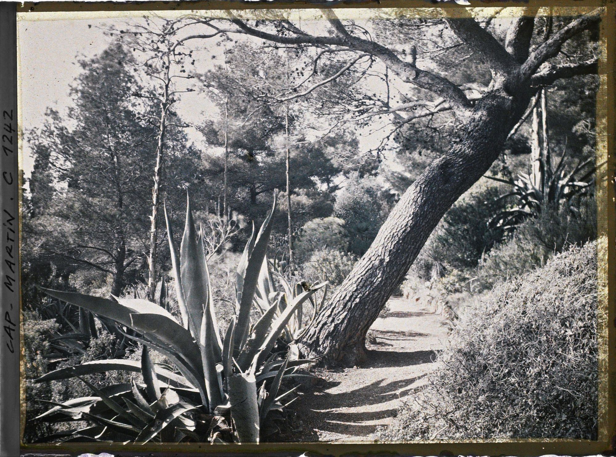 Image représentant le jardin