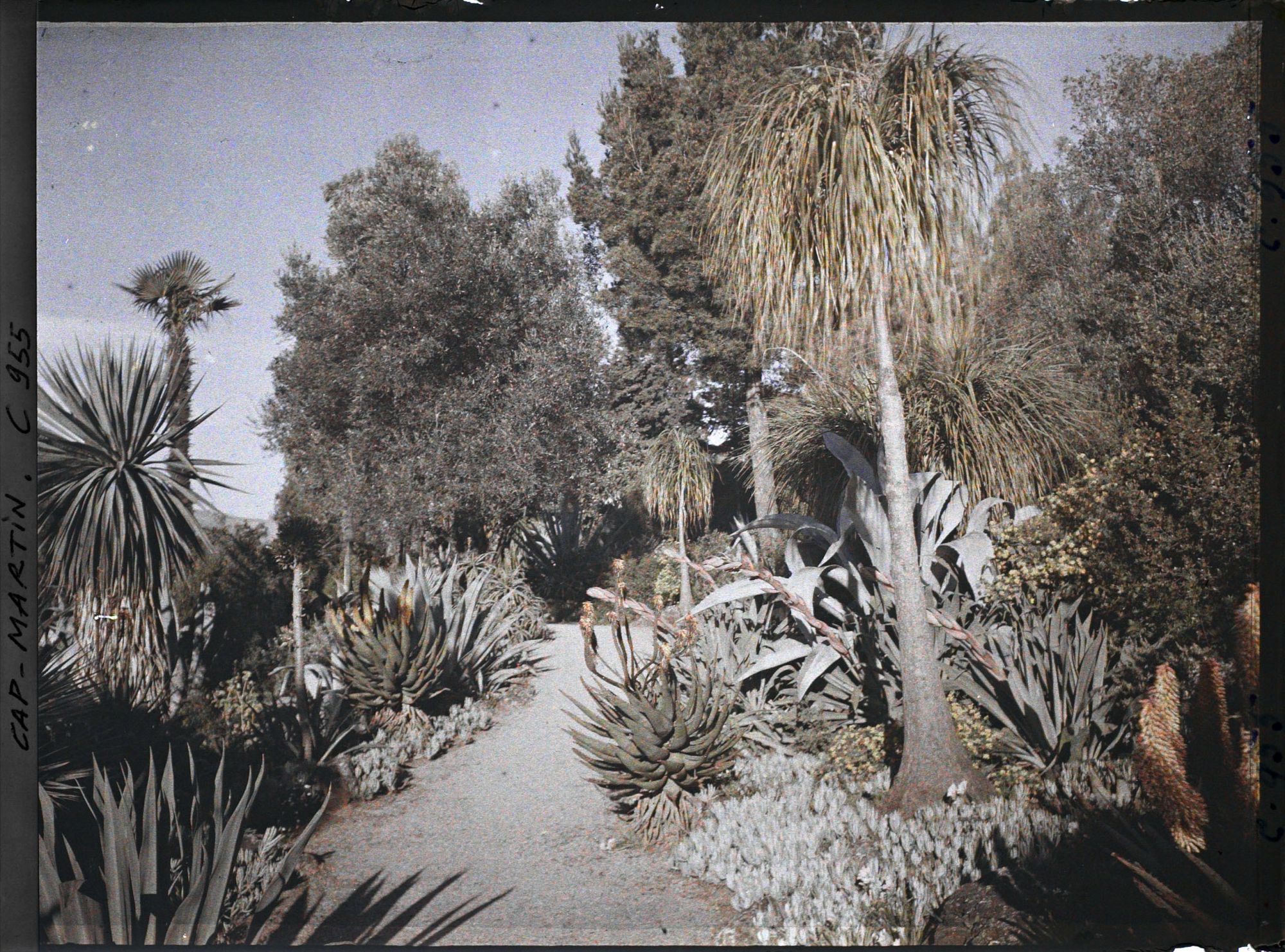 Image représentant Le Jardin, Soleil levant