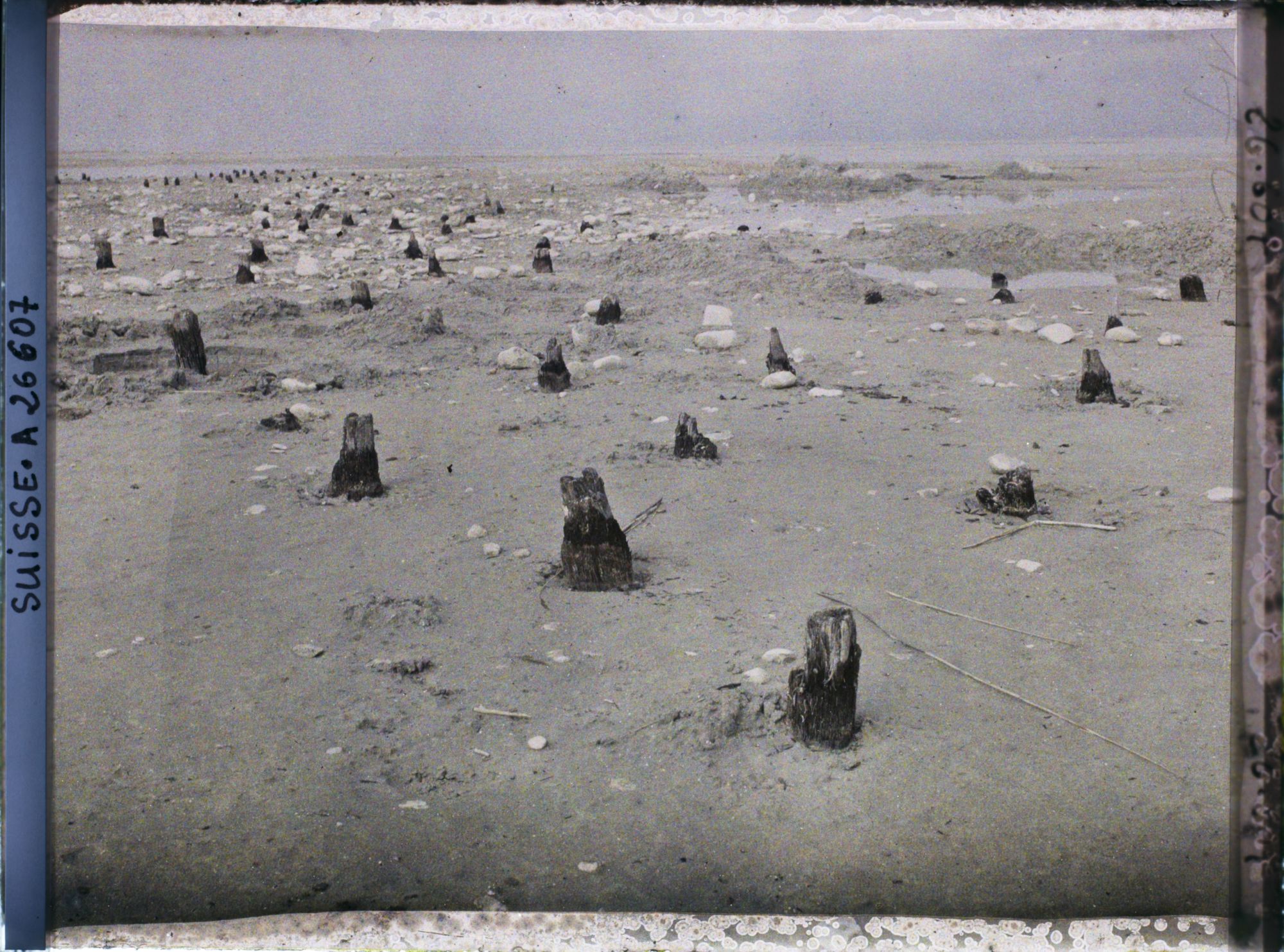 Image représentant Site palafittique préhistorique des Alpes, pieux en bois visibles lors de la baisse des eaux après la grande sécheresse de 1921 sur le lac de Neuchâtel