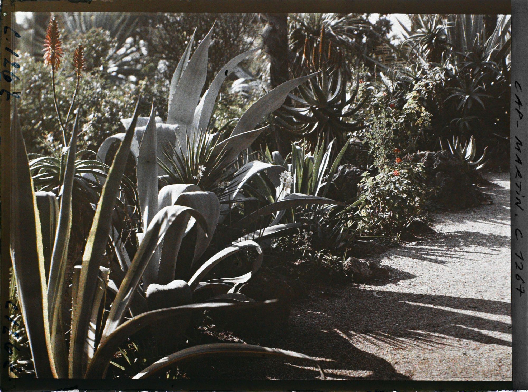 Image représentant le Jardin