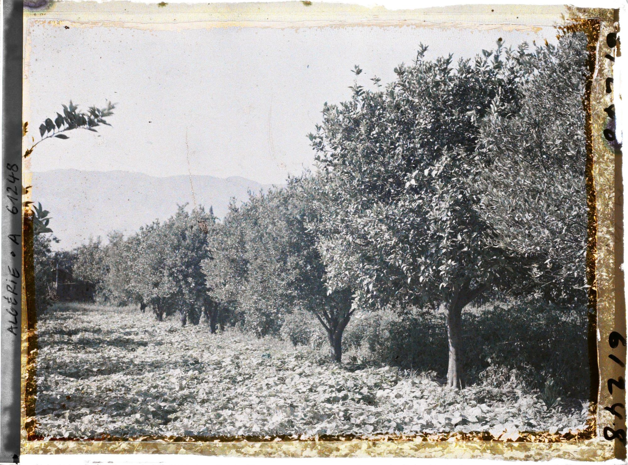 Image représentant Plantation d'orangers, de citronniers et de courgettes rouges