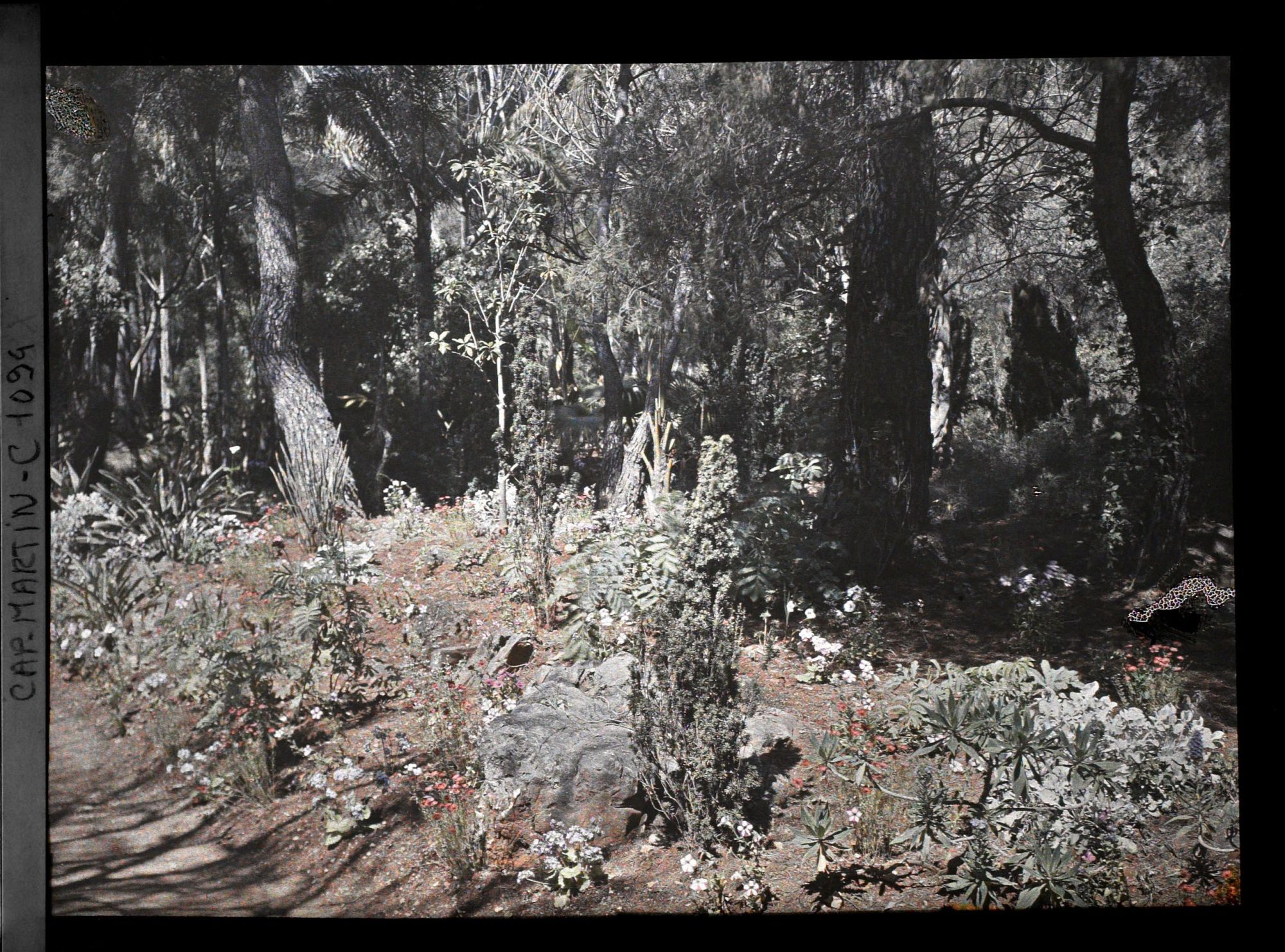 Image représentant le Jardin