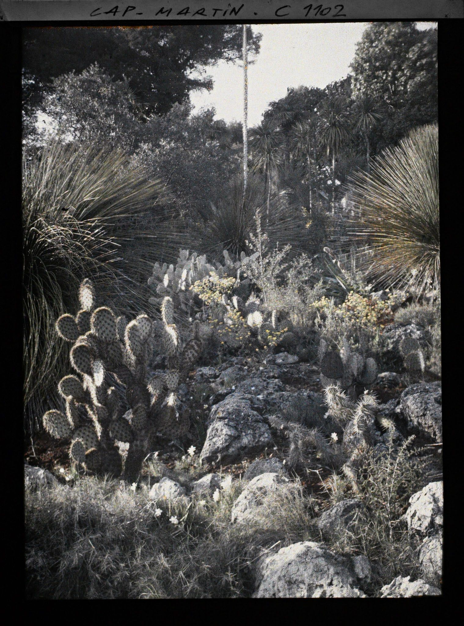 Image représentant le Jardin