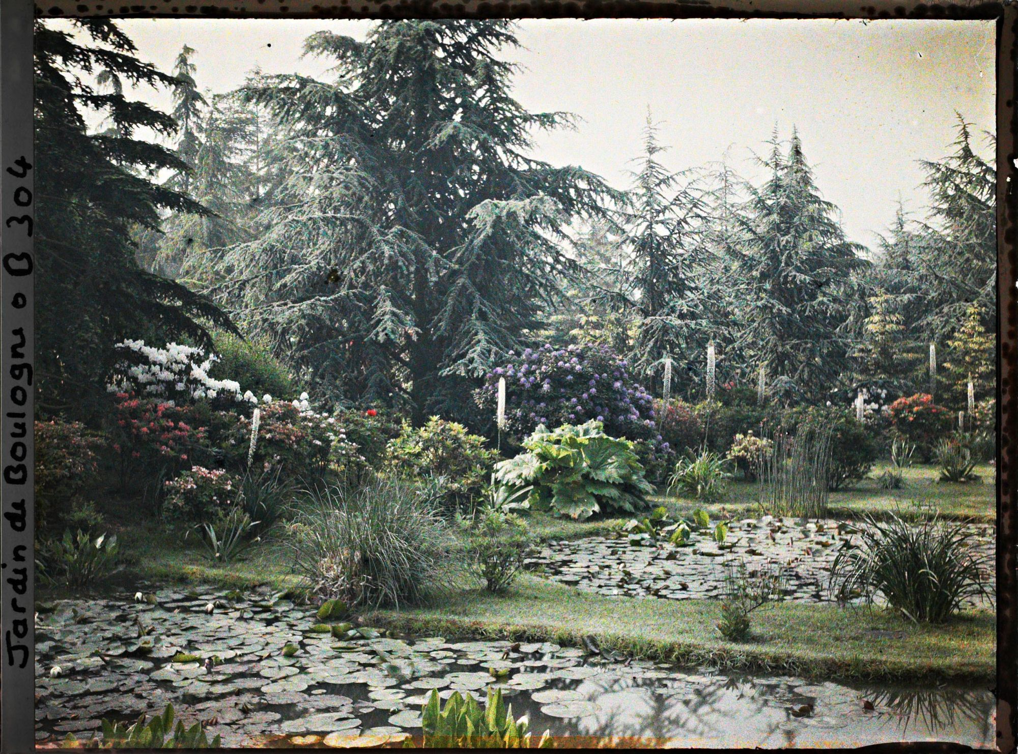 Image représentant Massifs fleuris de rhododendrons et d'azalées bordant l'est du marais