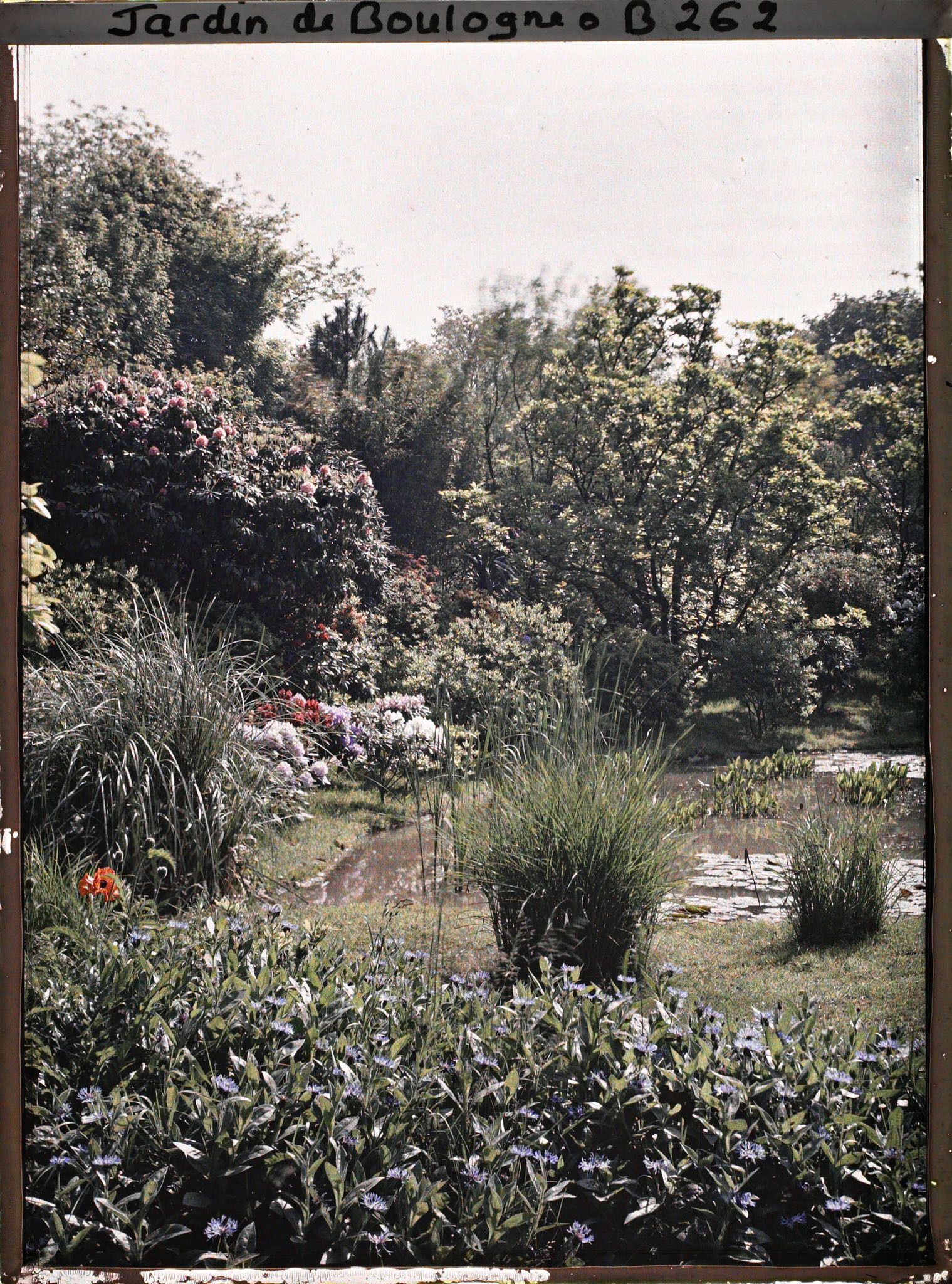 Image représentant Massif de bleuets proche d'un bassin situé au nord du marais, vu en direction de l'est