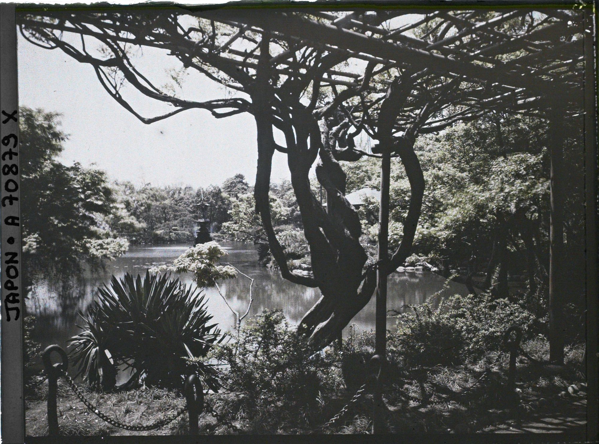 Image représentant Hibiya-koen (parc de Hibiya) : l'étang Shinkei