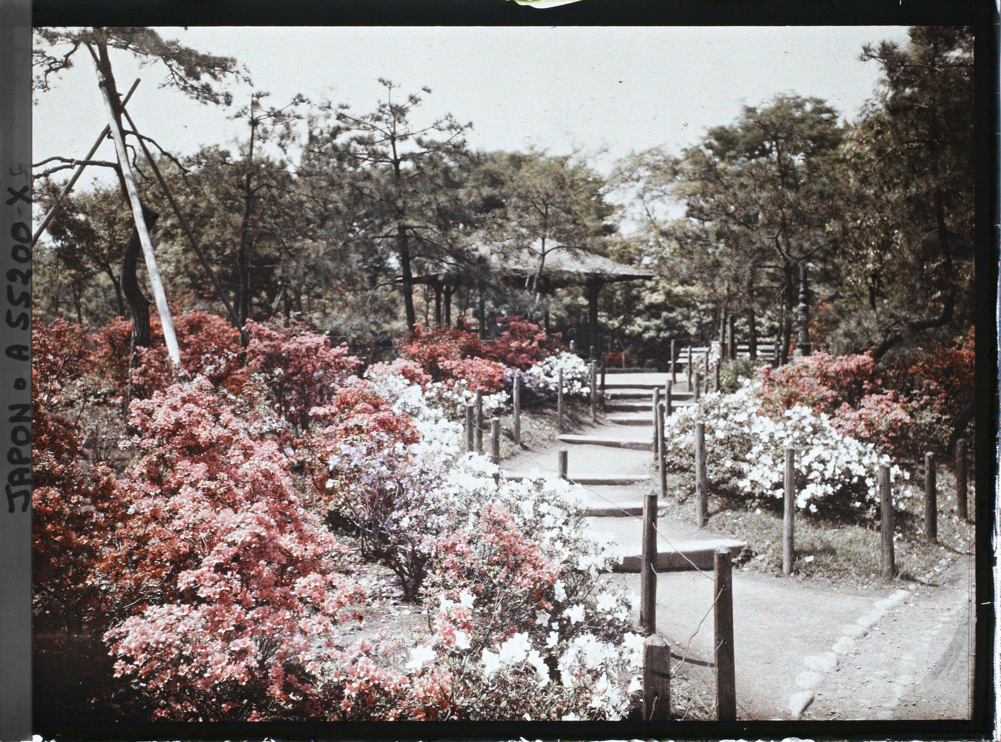 Image représentant Parc Hibiya : azalées en fleurs menant à un kiosque