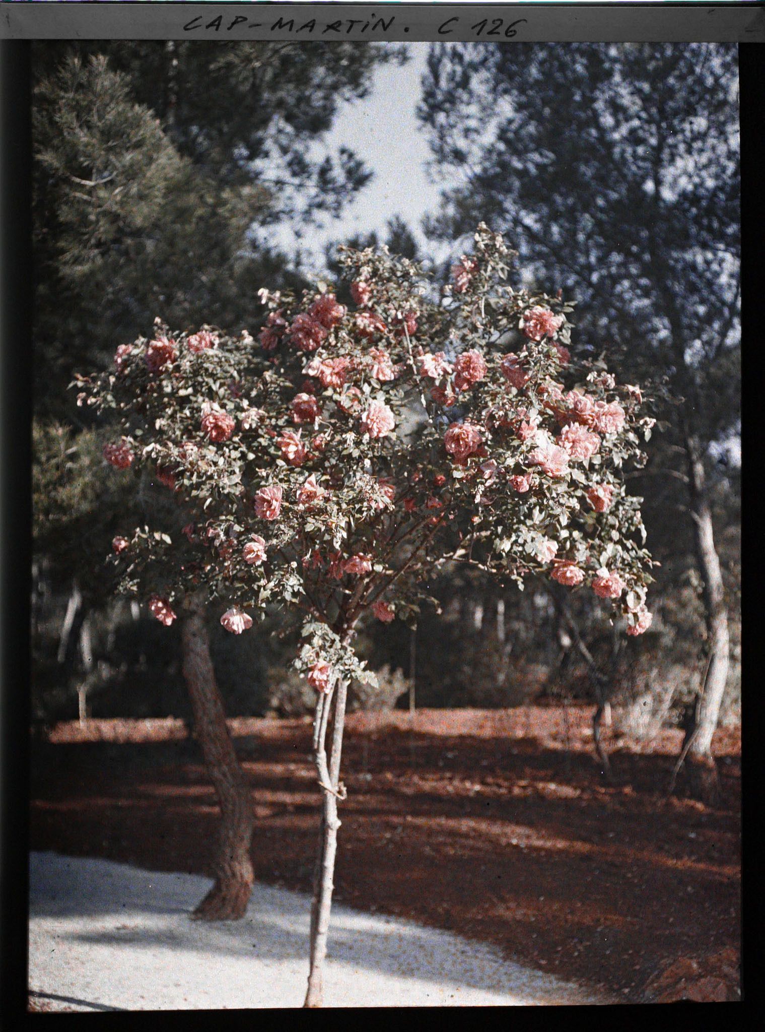 Image représentant Les roses du jardin