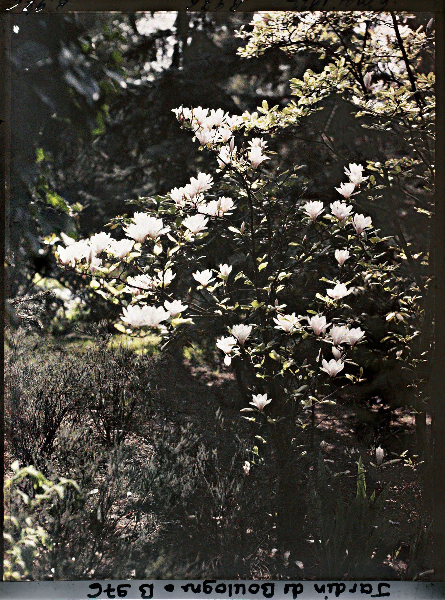 Image représentant Magnolia ? dans la forêt bleue ou le jardin japonais ?